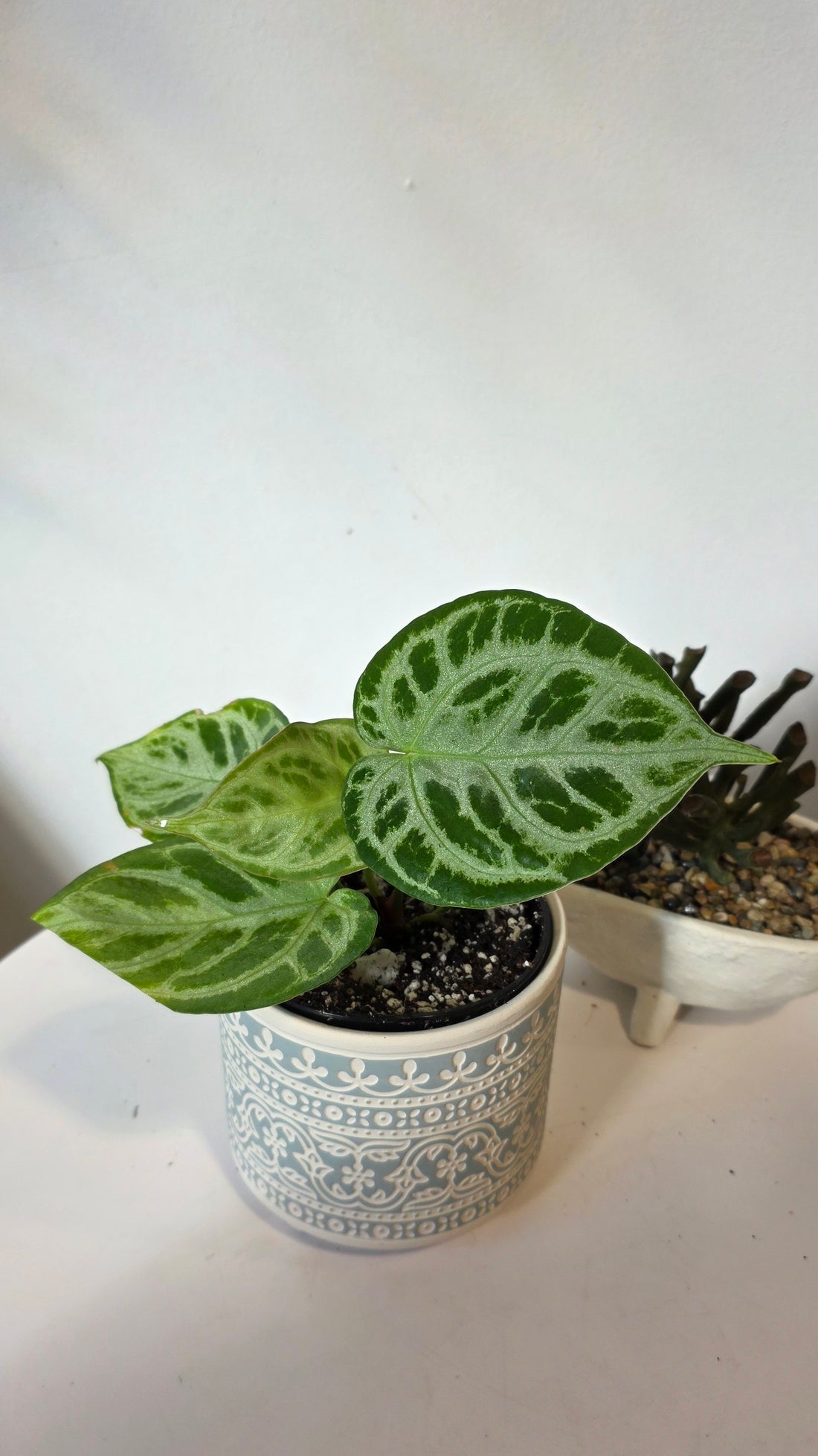 Anthurium Dorsil "b"