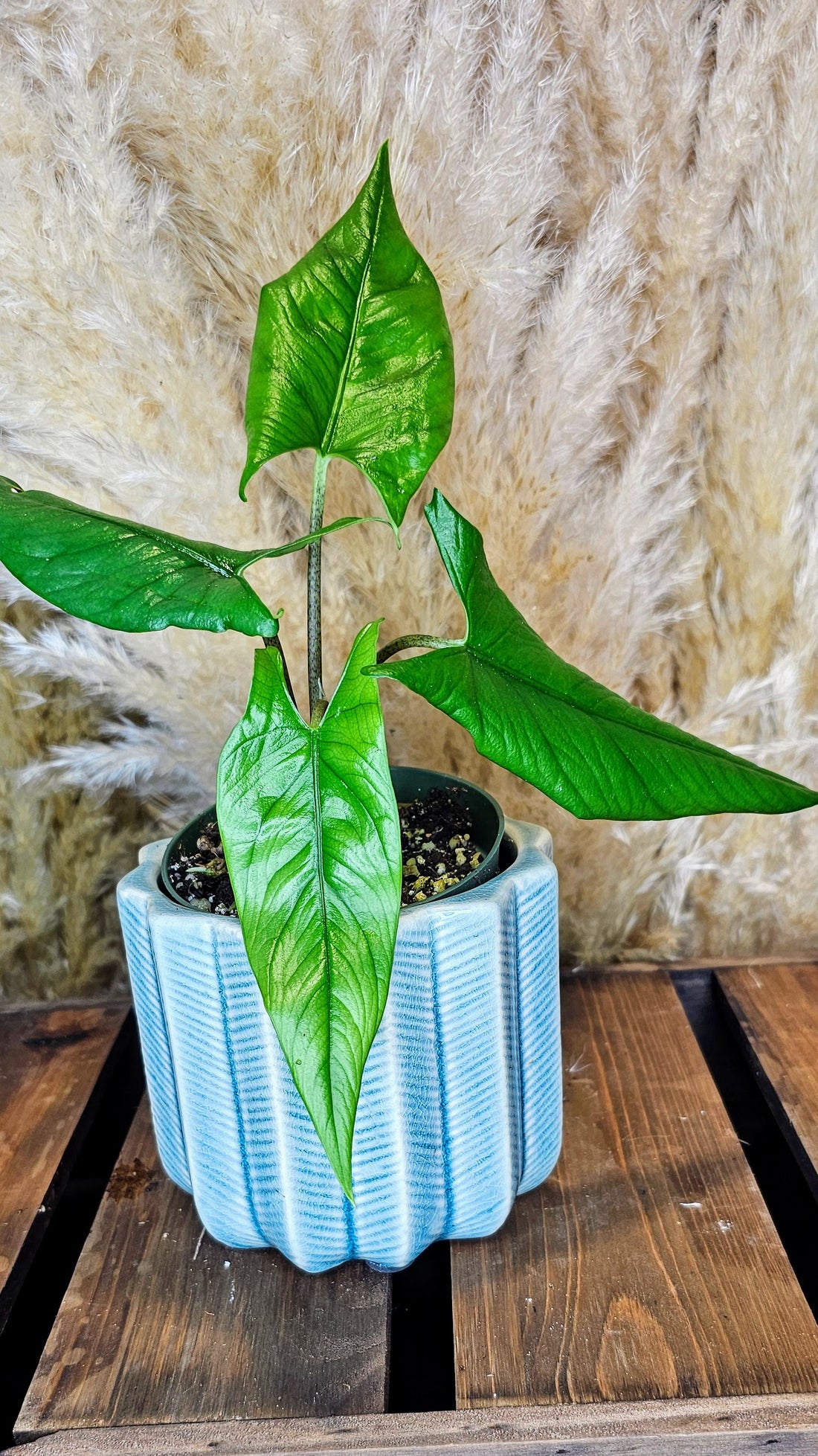 Alocasia Heterophyllia