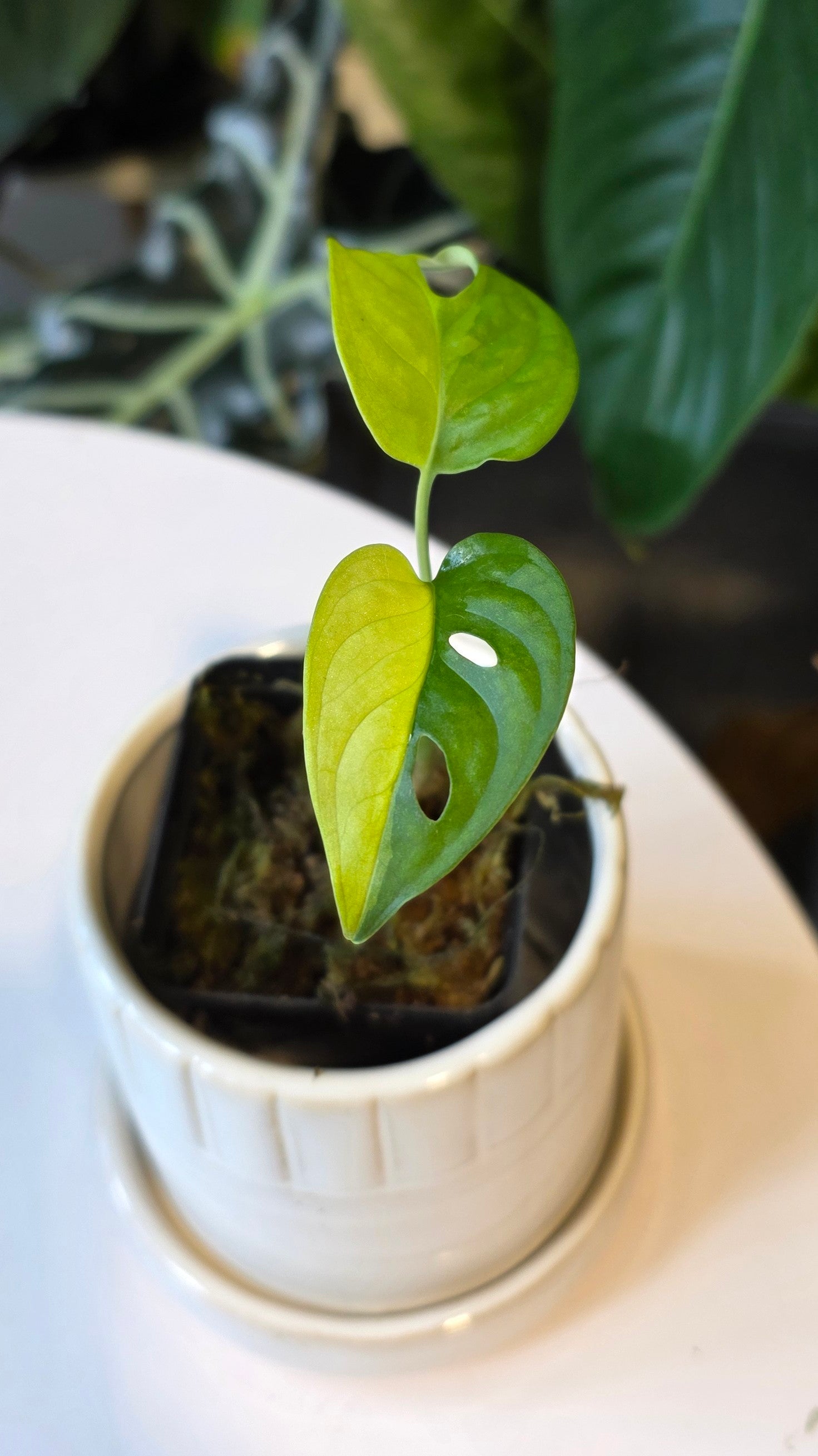 Monstera Adansonii Aurea (C)