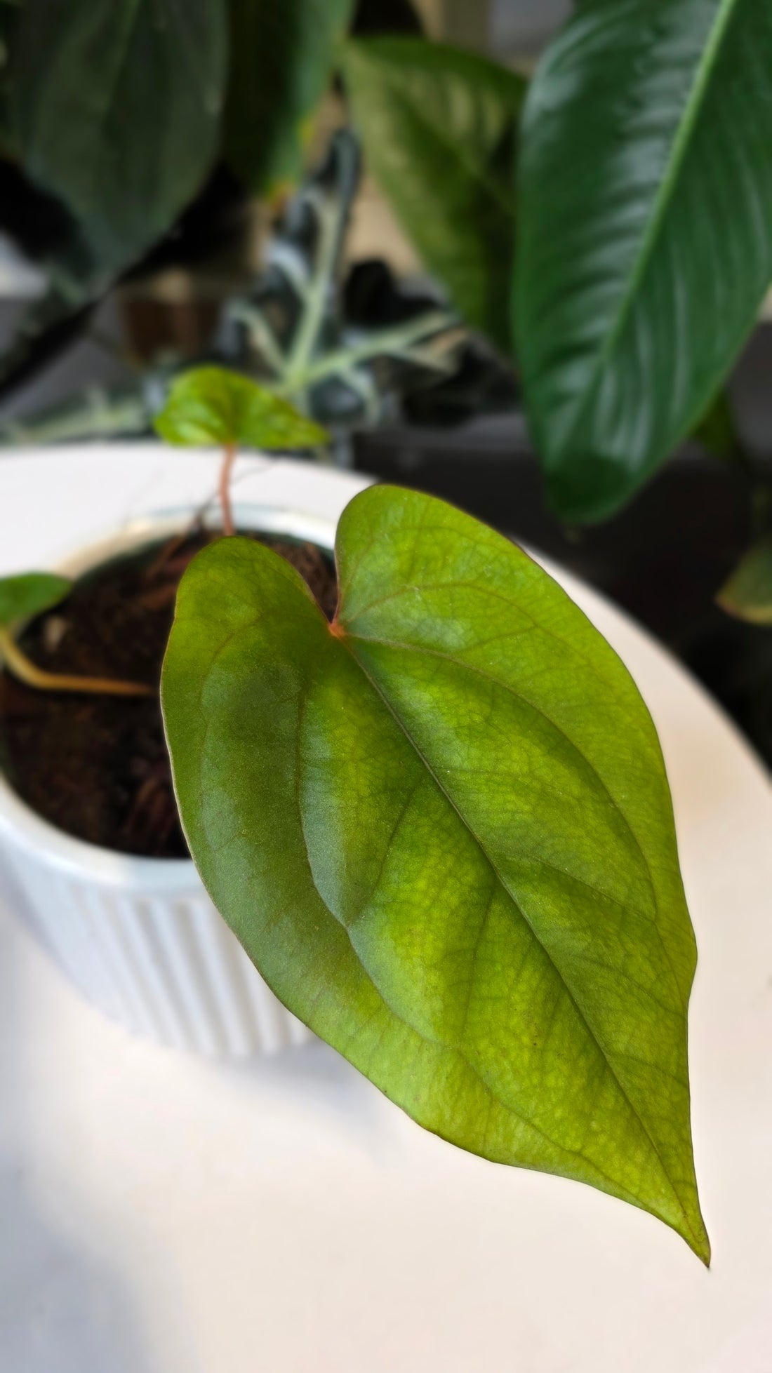 Anthurium Papillilaminum x Eastern Dressleri (A)