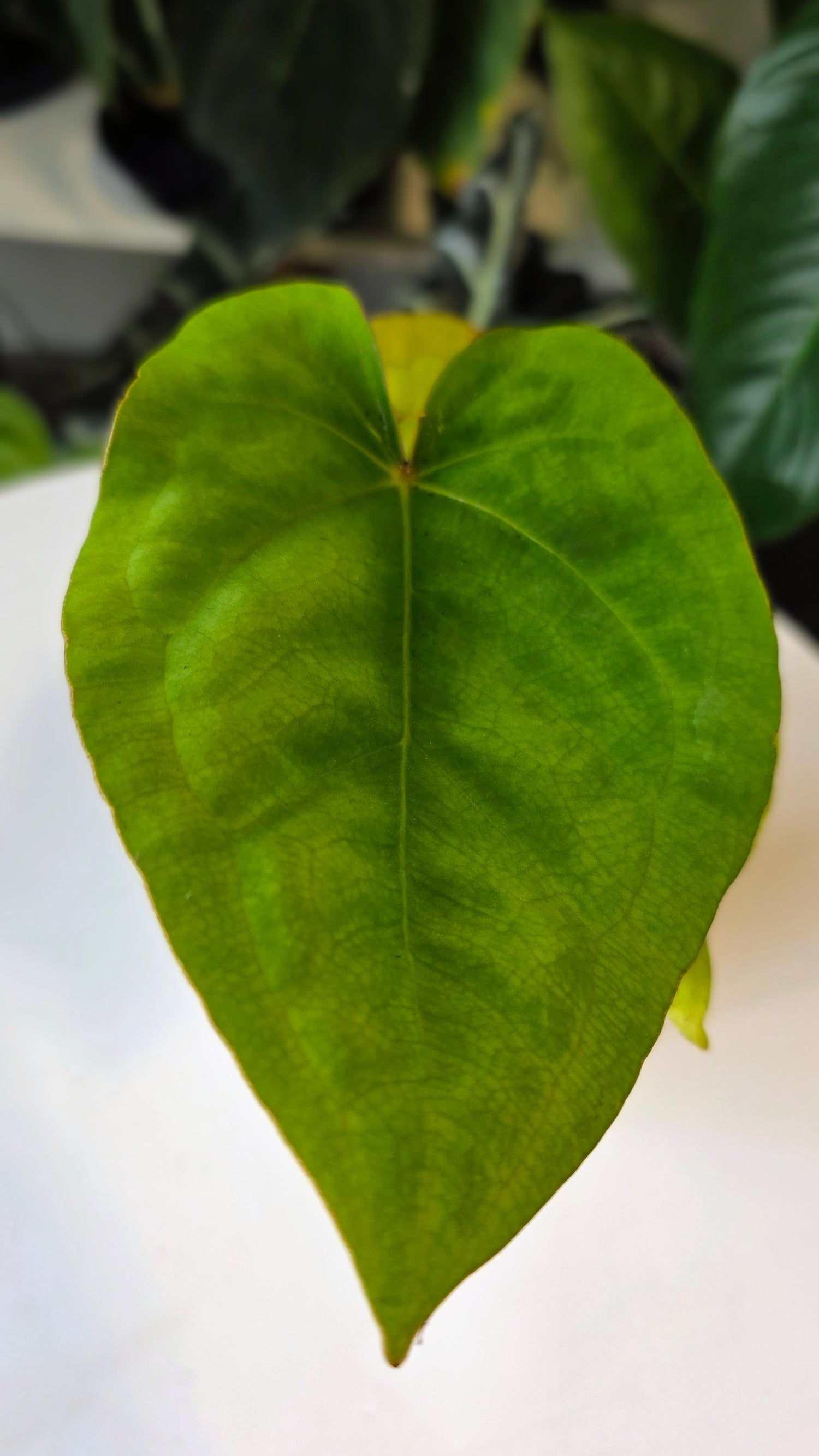 Anthurium Forgetii x Eastern Dressleri (C)