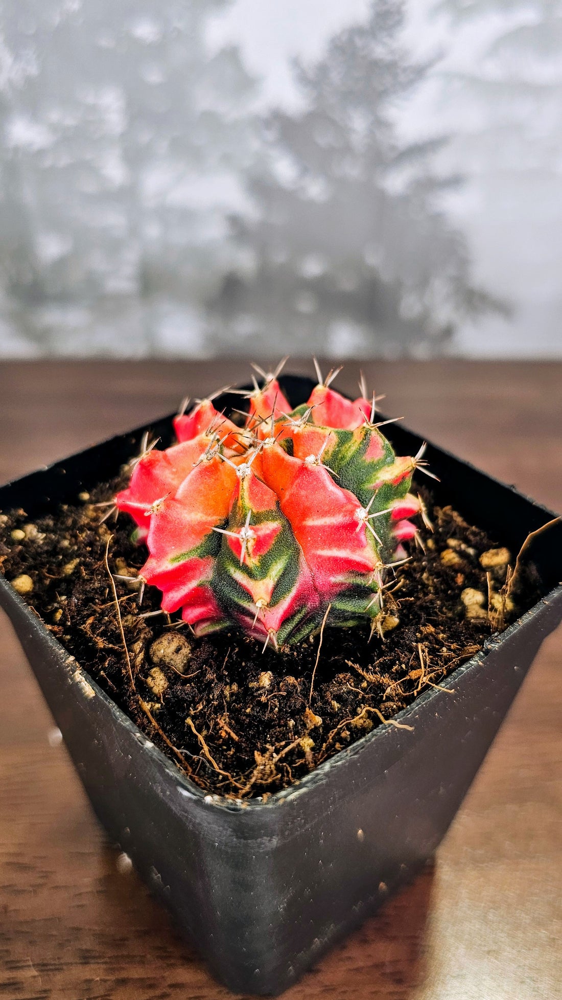 Gymnocalycium Mihanovichii Variegated Cactus