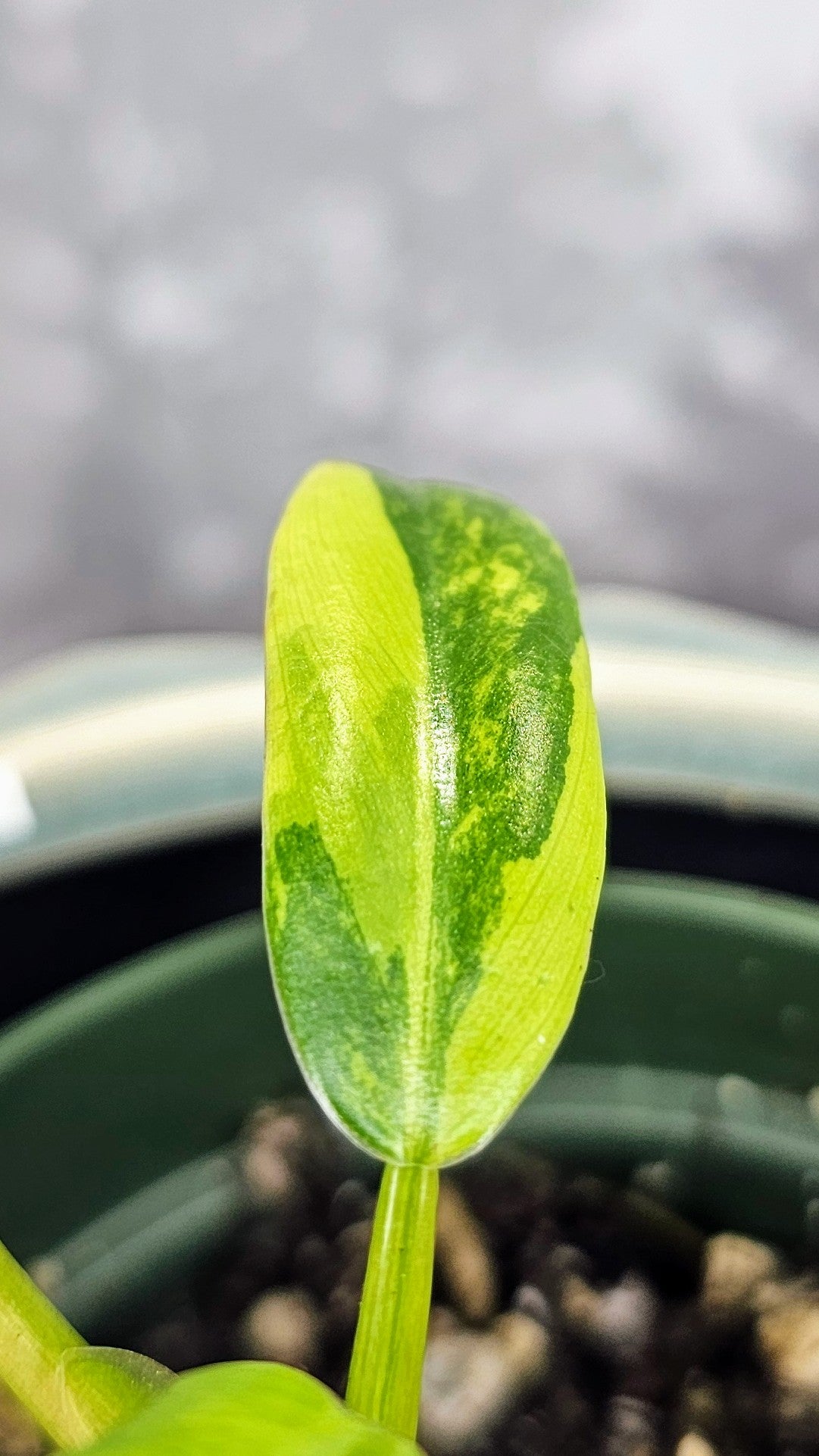 Philodendron Domesticum (WPD 03)