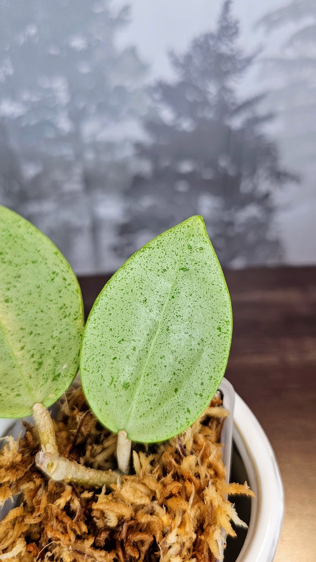 Hoya Parasitica Silver Ghost (WH 32)