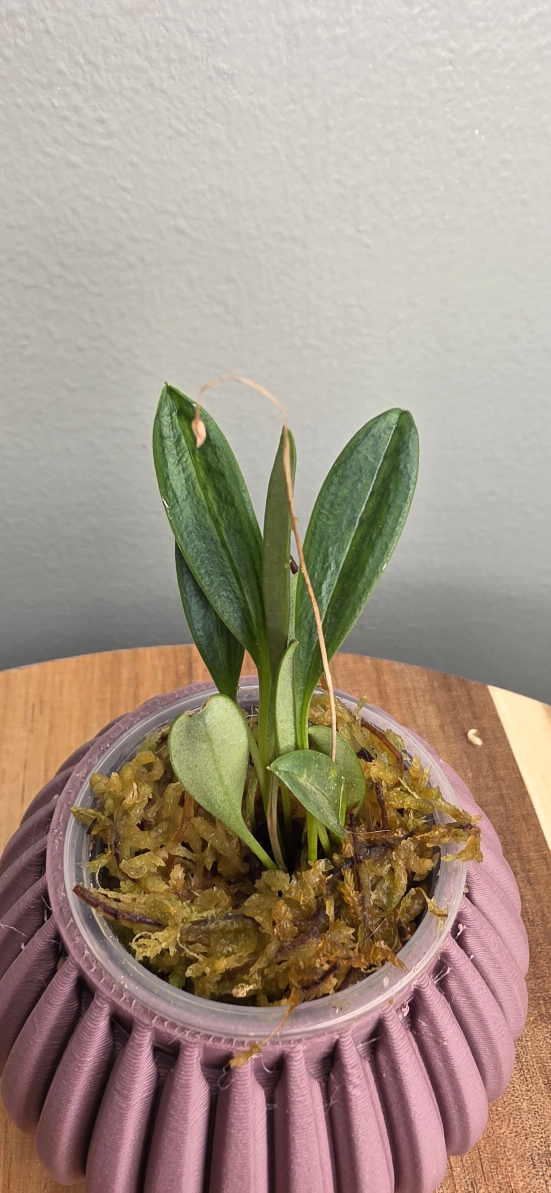 Porroglossum dalstroemii