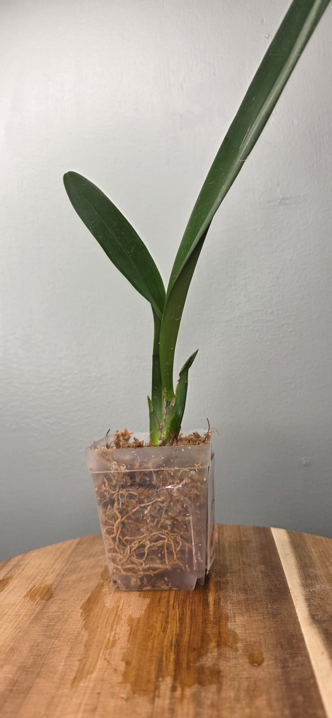 Oncidium noezlianum
