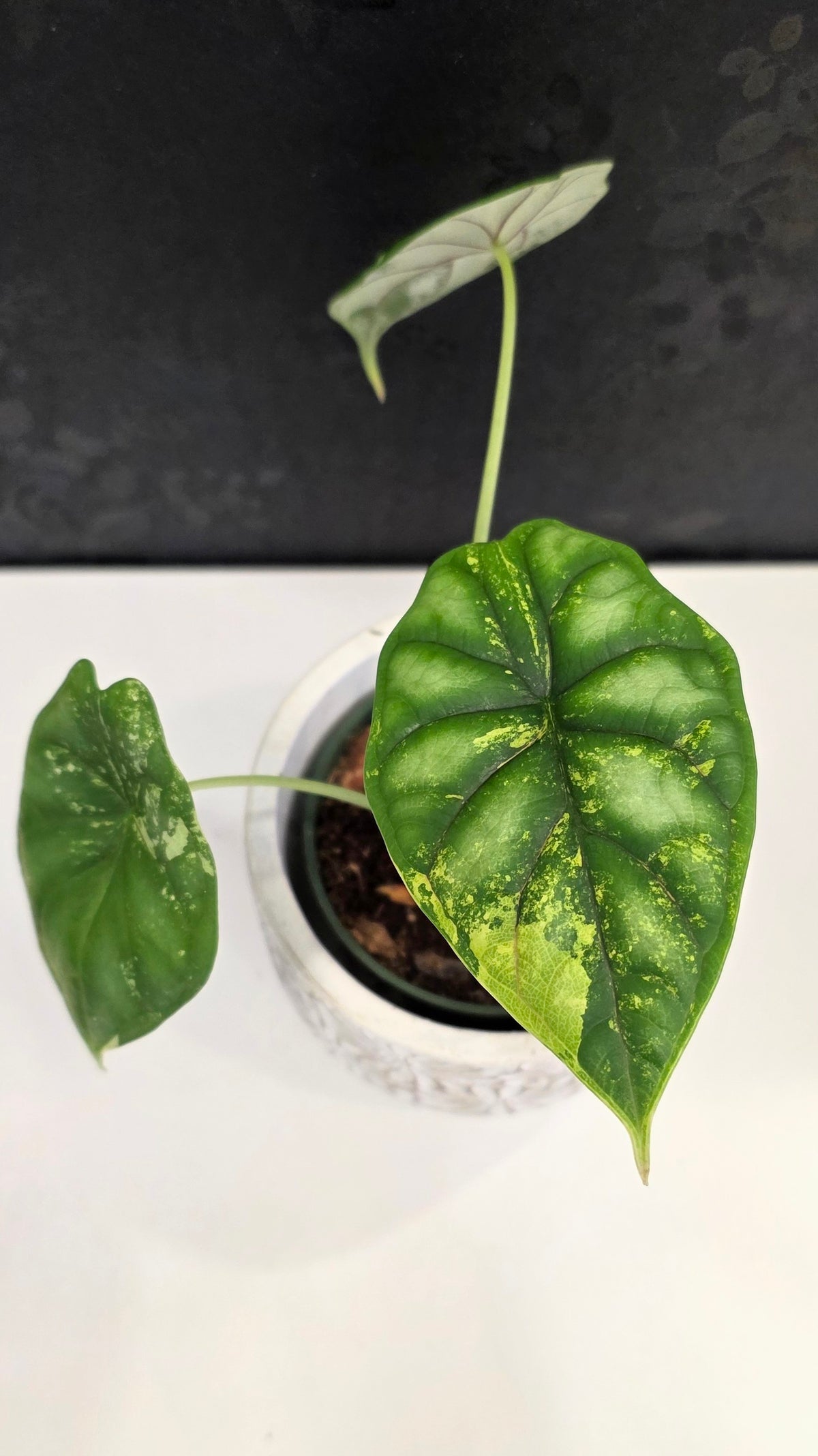 Alocasia Silver Dragon Tri-color C