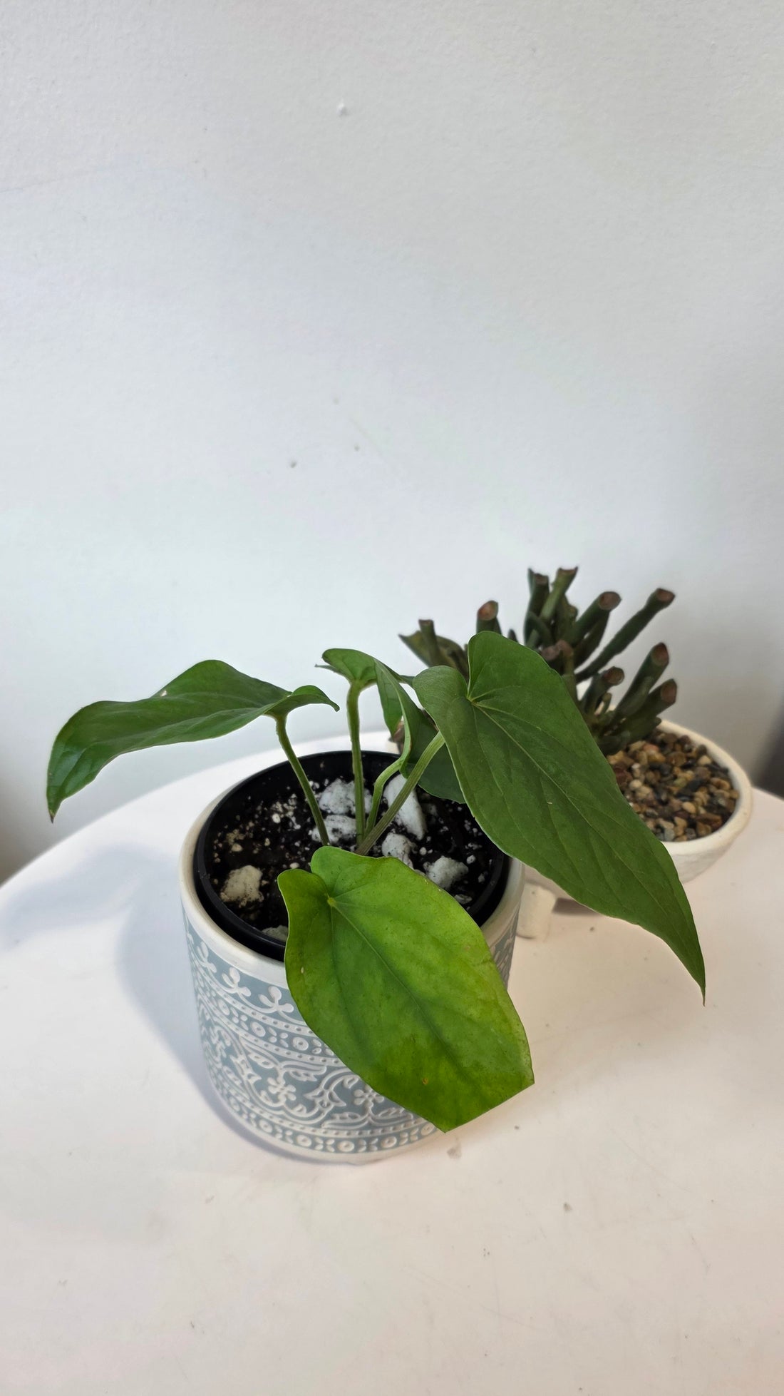Anthurium kunayalense "C"