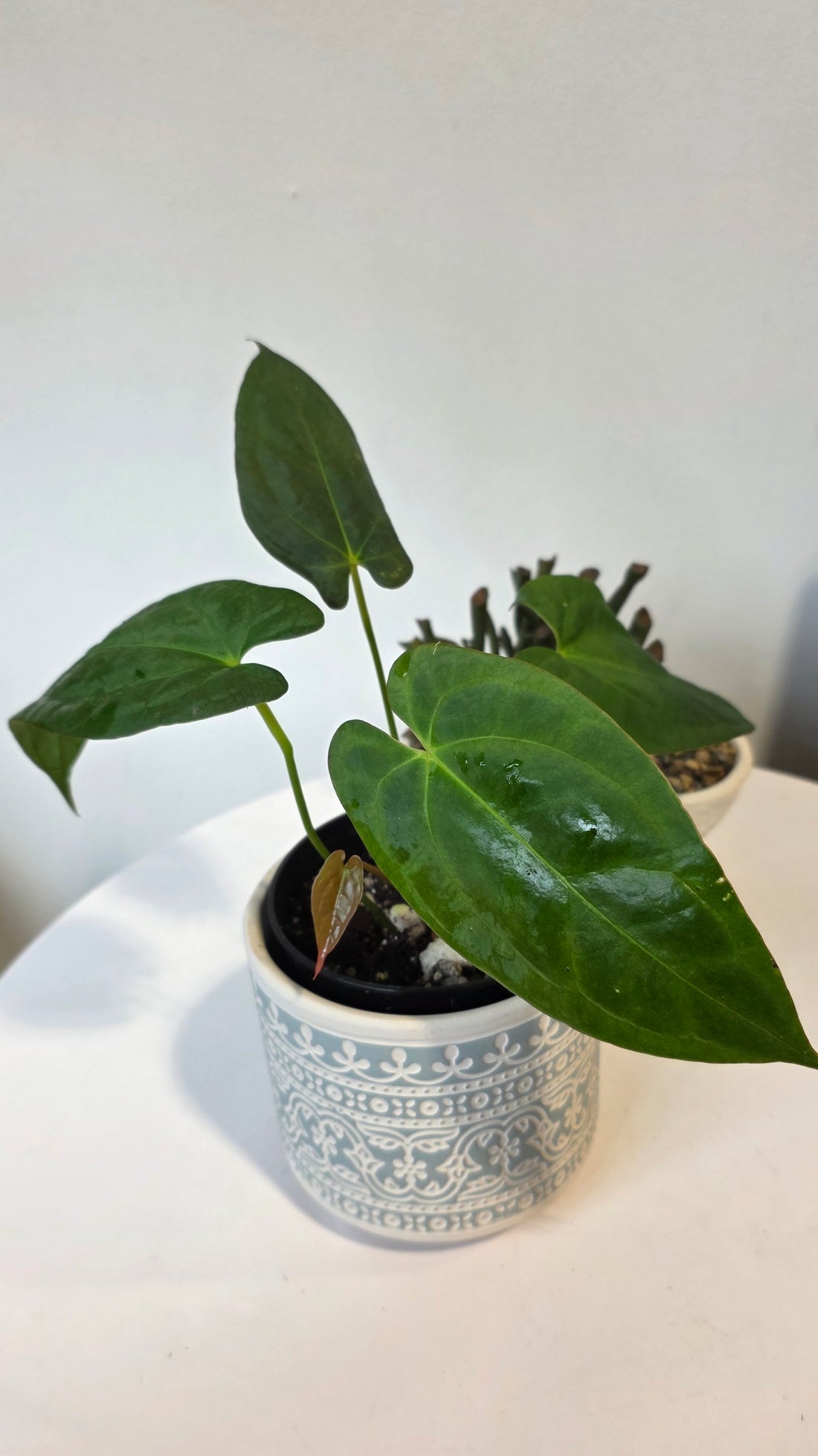 Anthurium Dark Phoenix x Xone "D"