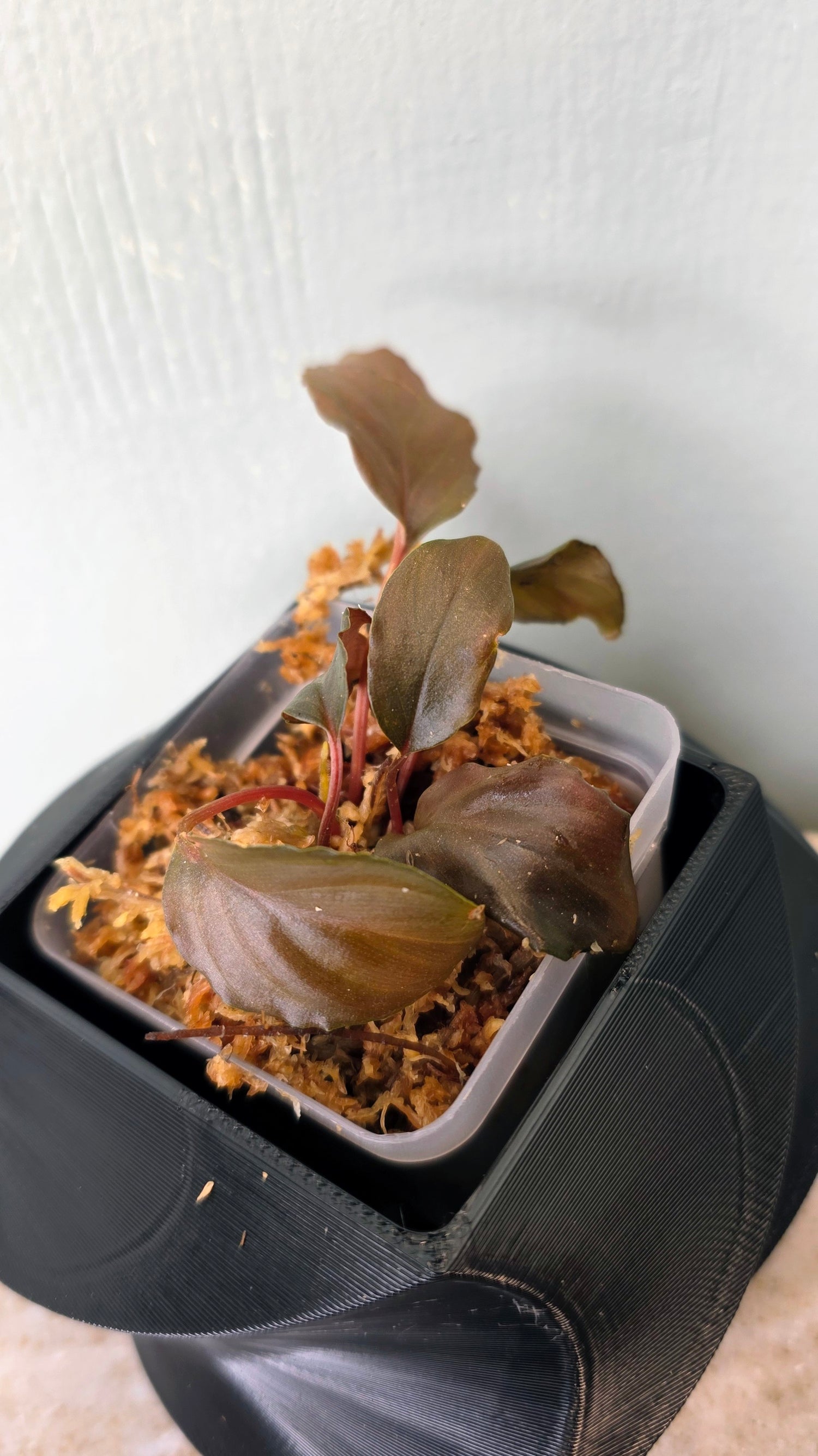 Homalomena sp. metallic