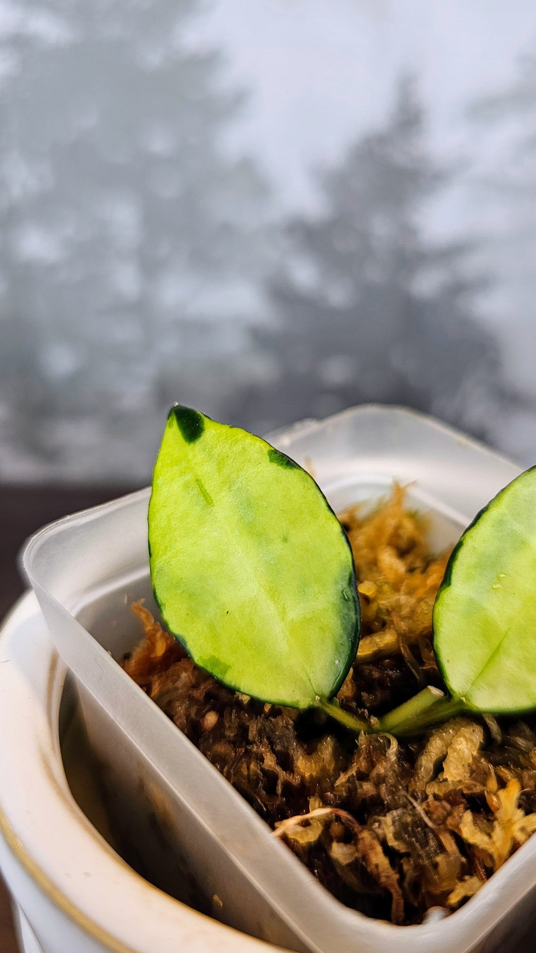 Hoya lacunosa queen midori (41)