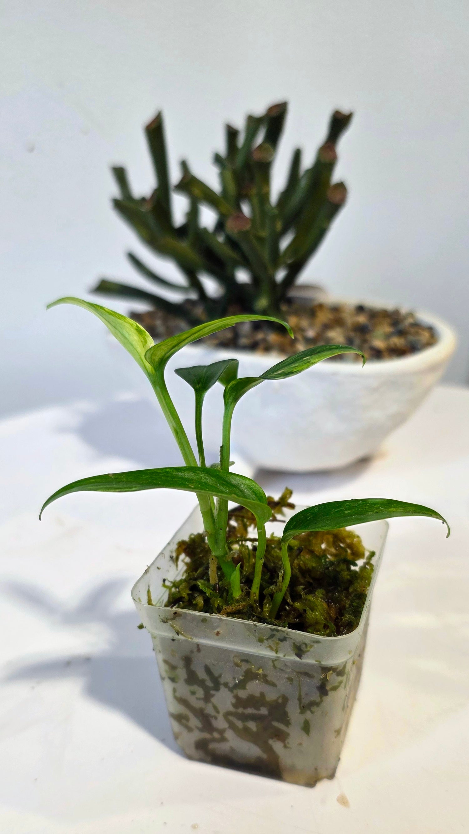 Scindapsus Sp. Sumatra Variegated "B"