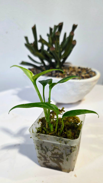 Scindapsus Sp. Sumatra Variegated "B"