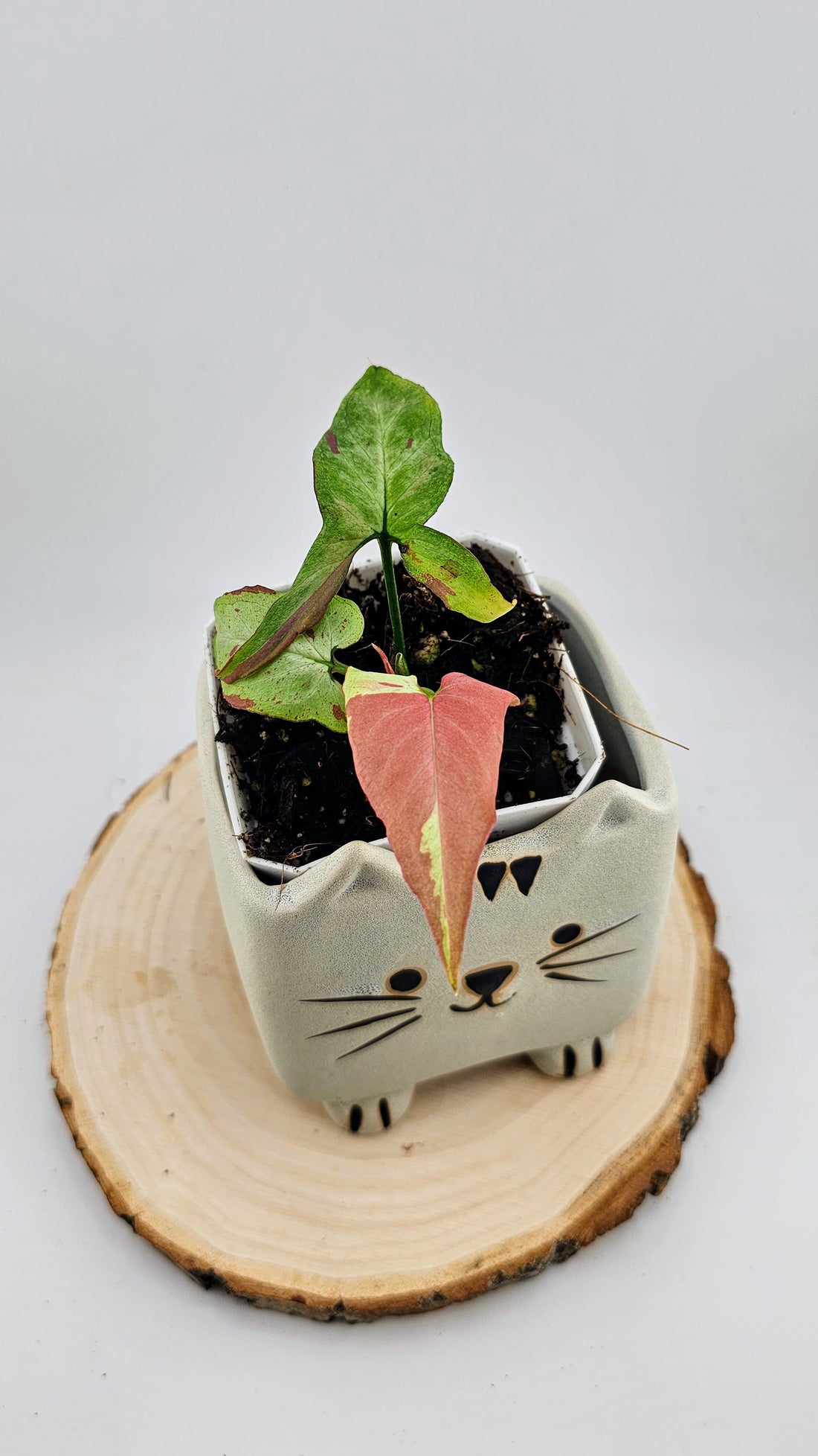 Syngonium orm nagpum pink salmon (E)