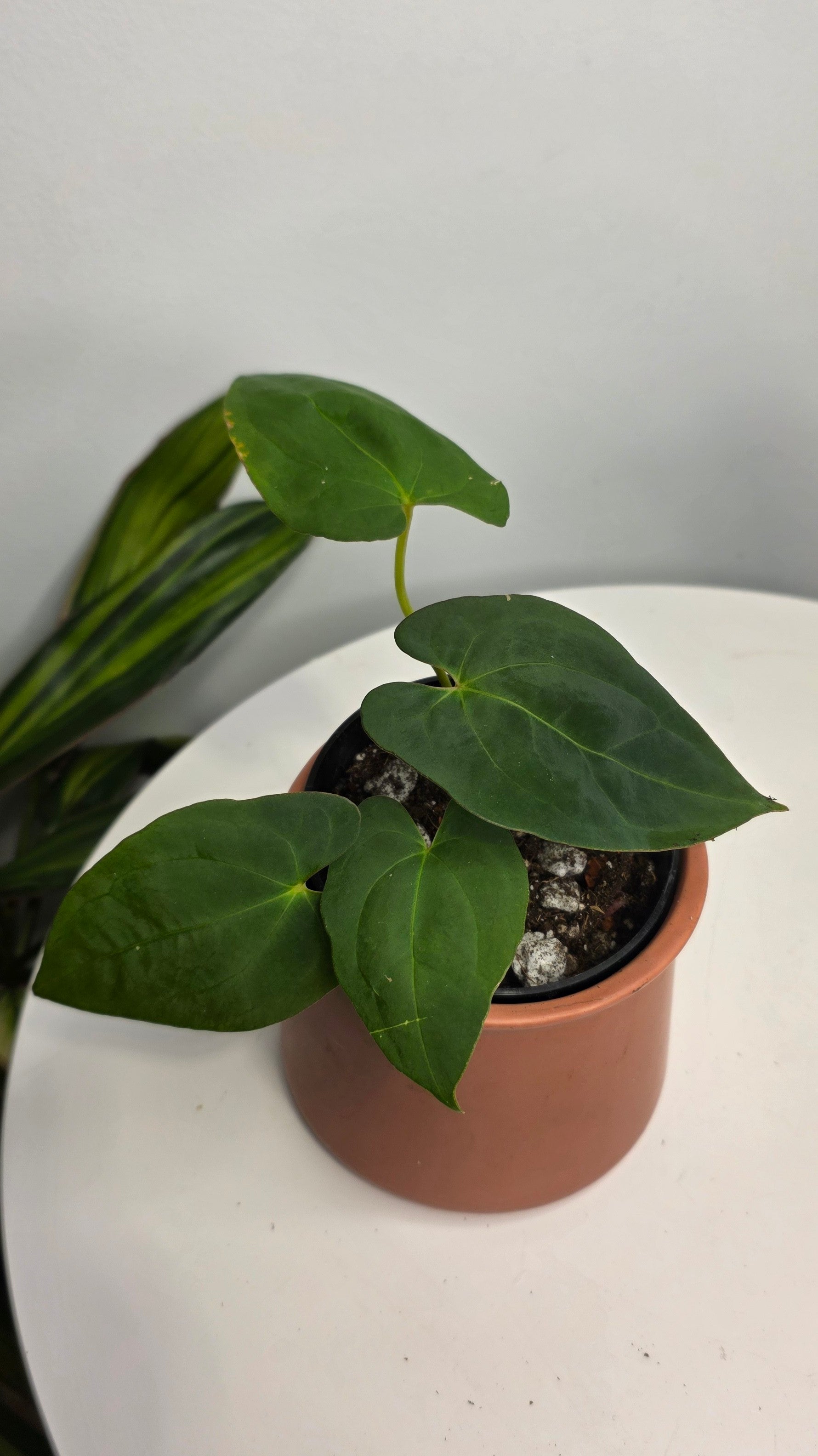 Anthurium Blue Papililaminum x Dark Phoenix B