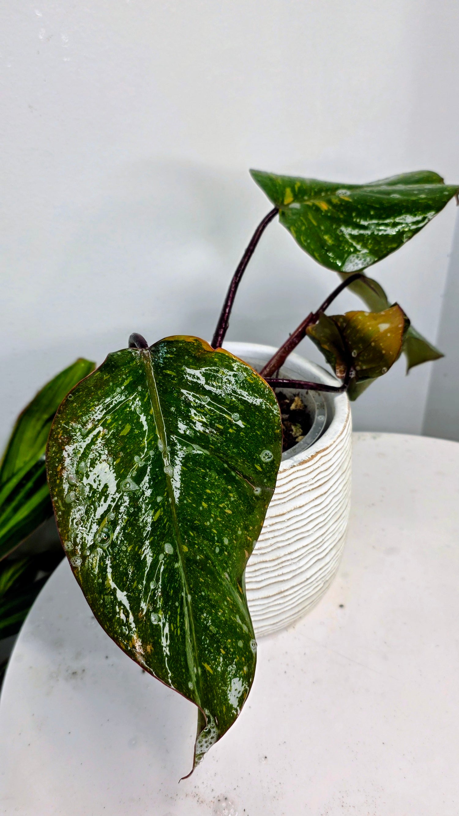Philodendron Orange Princess C