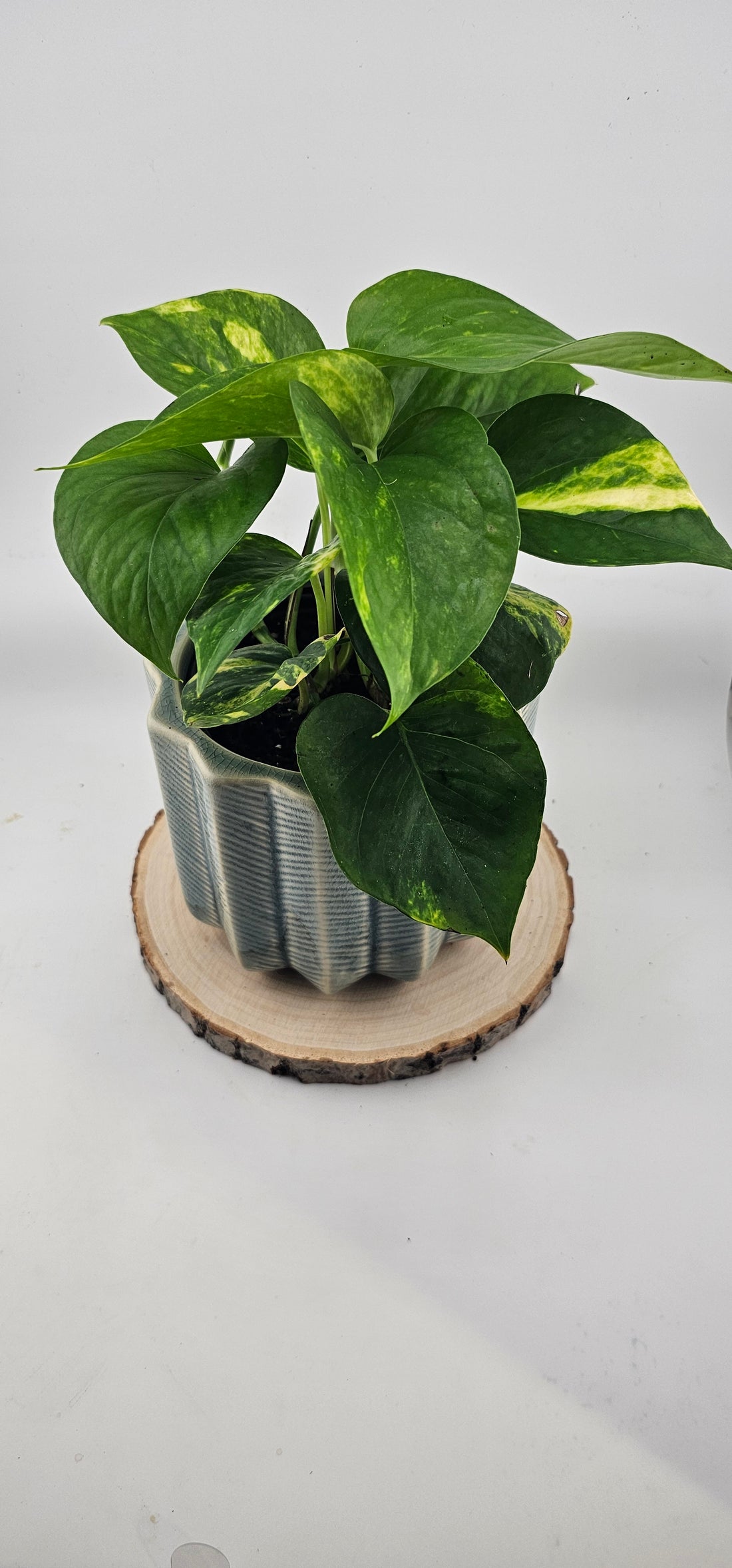 Pothos Golden 4&quot;