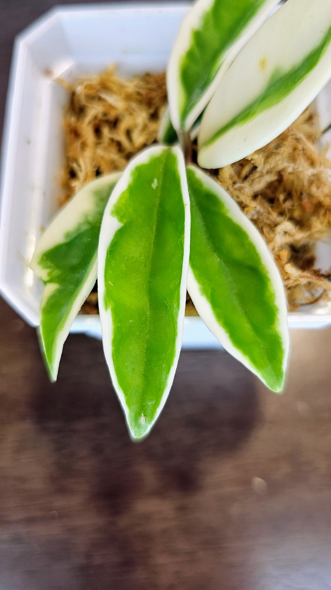 Hoya Suzie Q (WH 53)