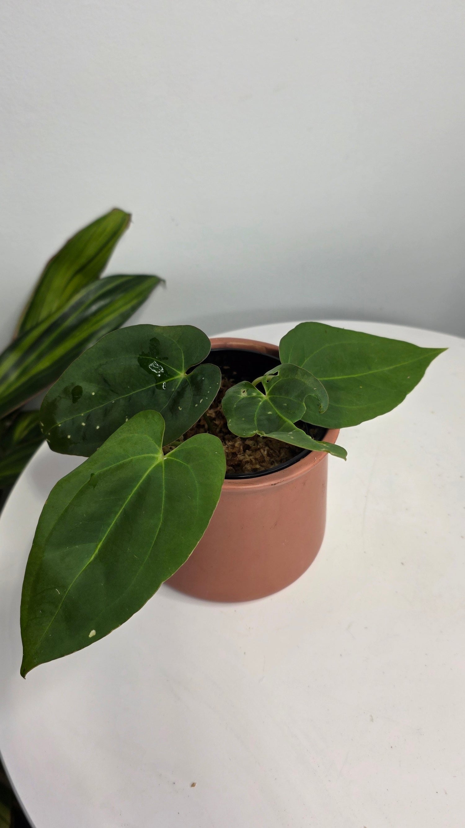 Anthurium Dark Phoenix x Xone B