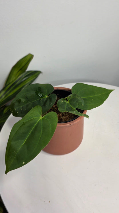 Anthurium Dark Phoenix x Xone B