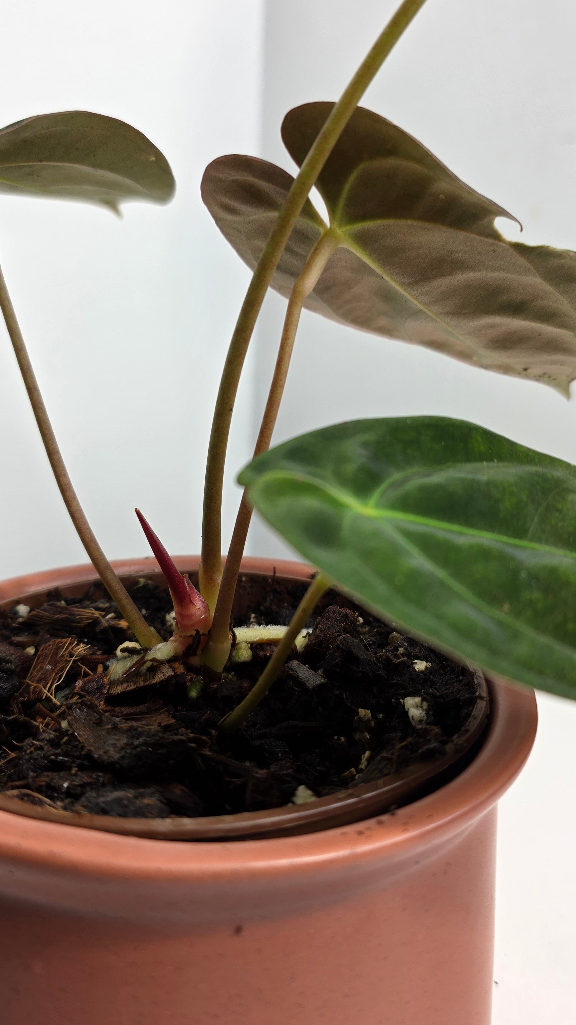 Anthurium Dark Papillilaminum A