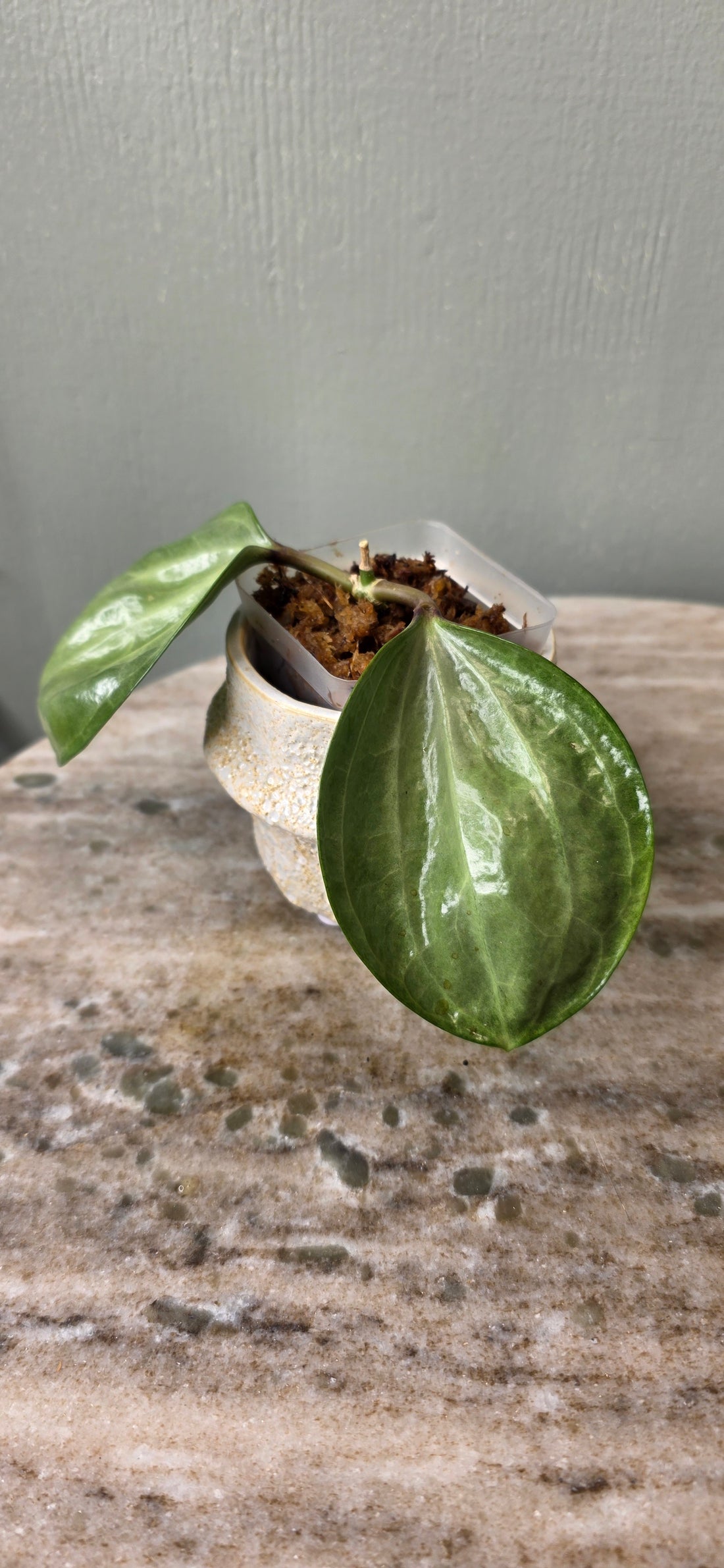 Hoya Latifolia Silver A