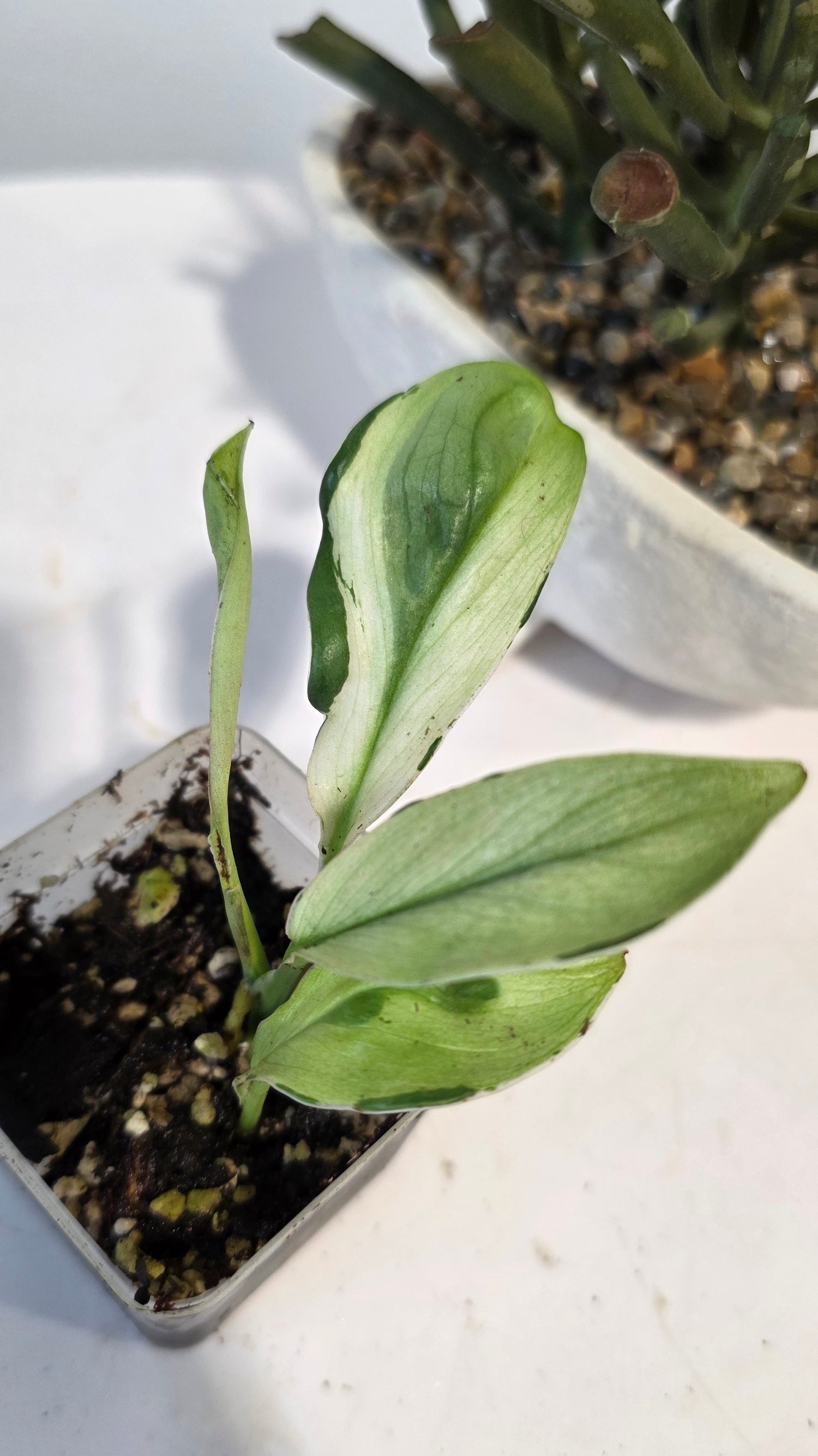 Scindapsus Treubii Superstar "a"