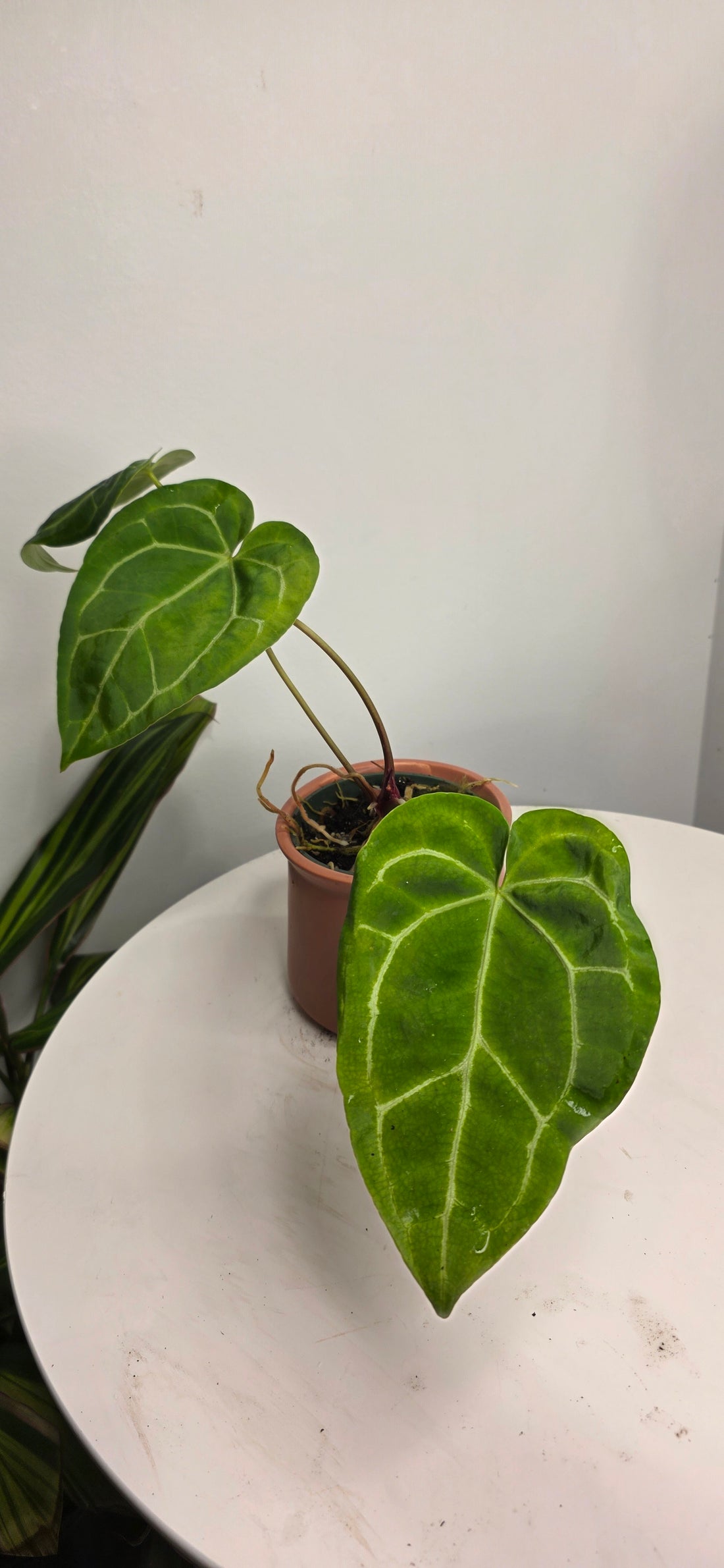 Anthurium Black Velvet C