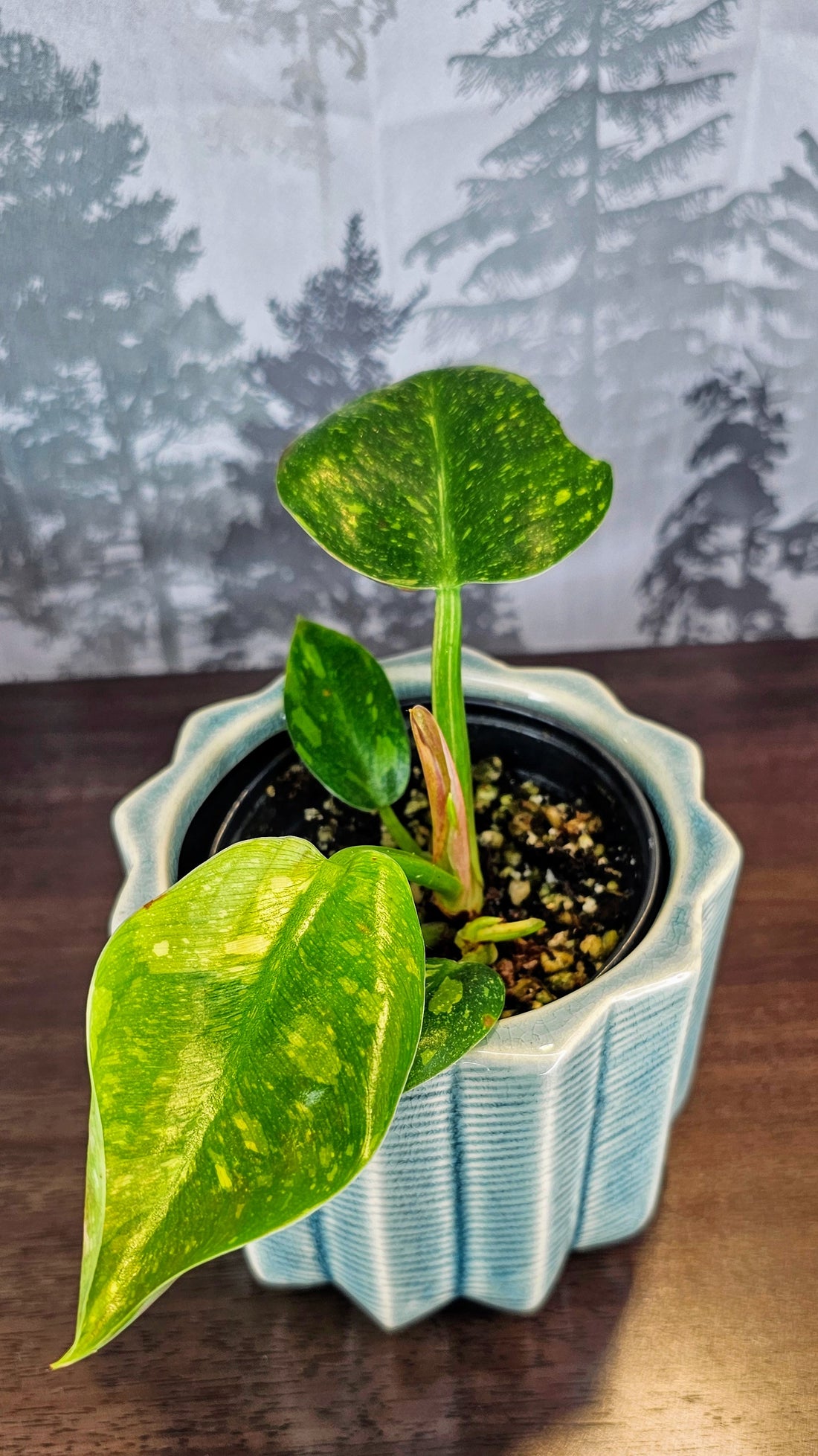 Philodendron Green Congo Hybrid Variegated (WP061)