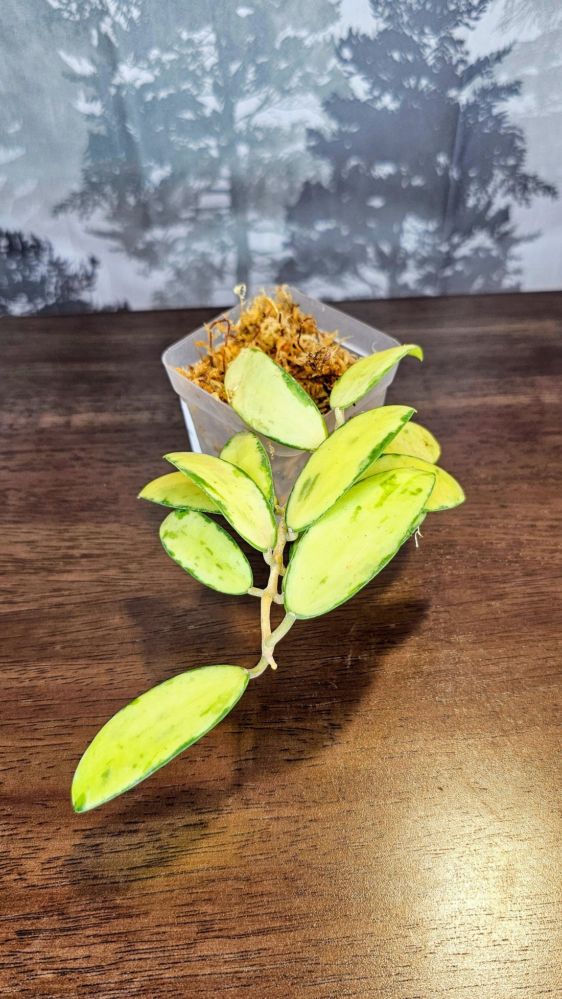 Hoya acuta inner variegated (small leaves) (WH 19)