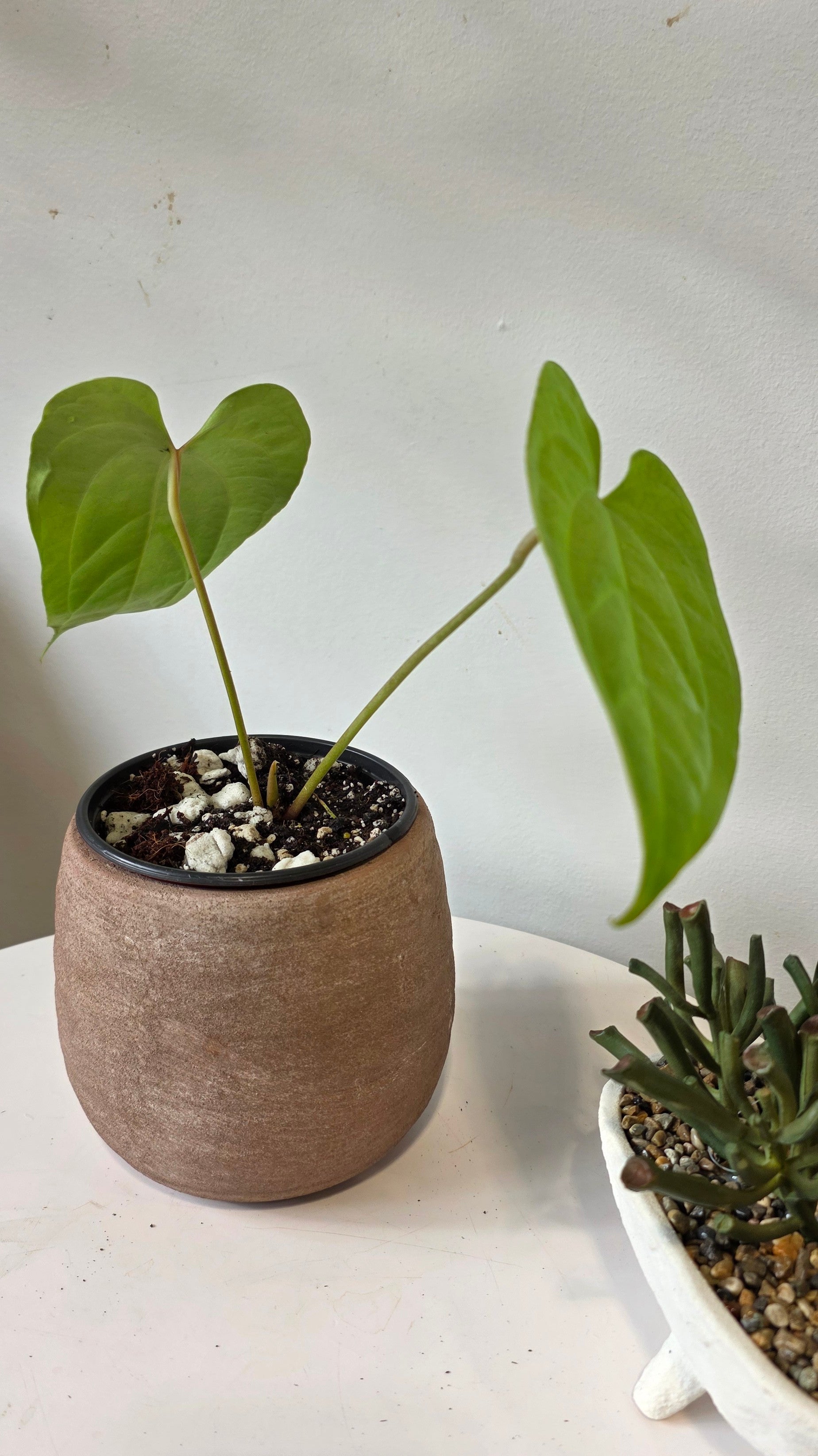 Anthurium Heart of the Amazon (Crystallinum x Sagittatum) "a"