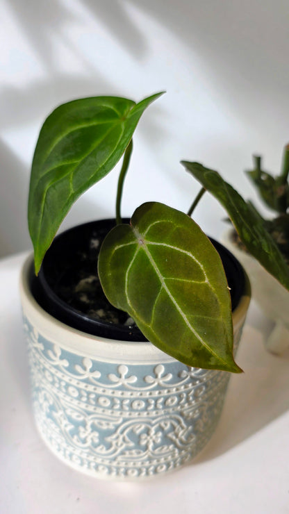 Anthurium Red Crystallinum X Forgetii "b"