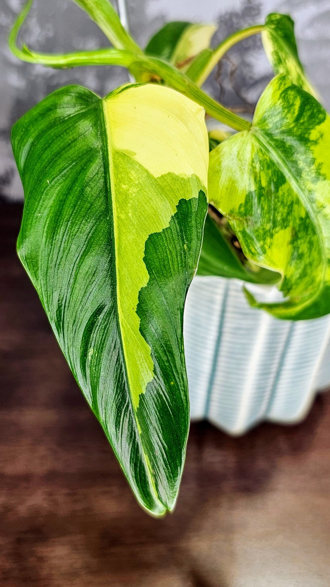 Philodendron Domesticum Variegated (WP26)