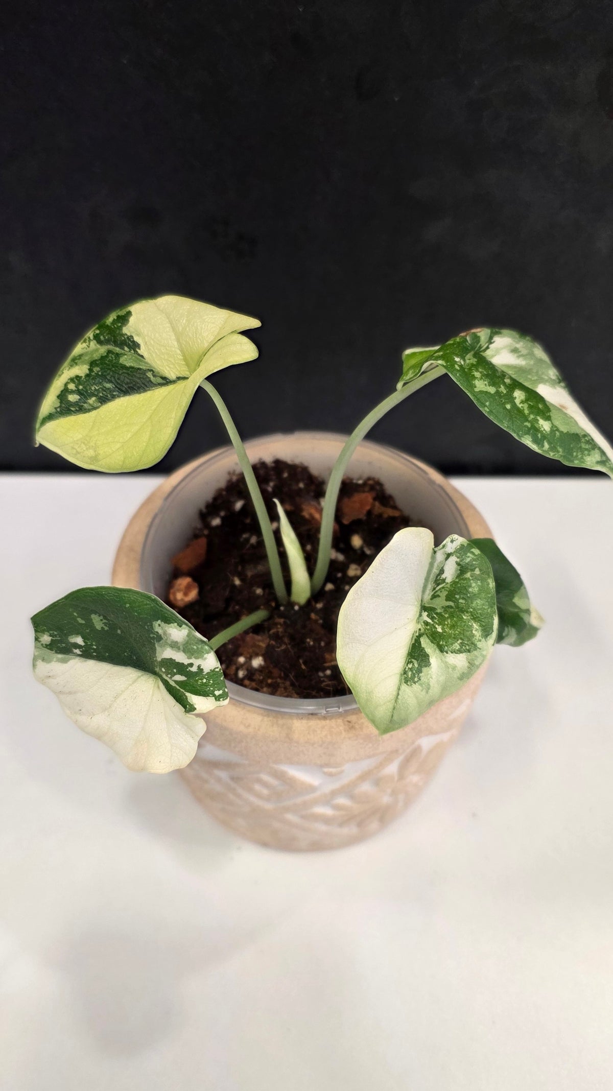 Alocasia Melo Albo D
