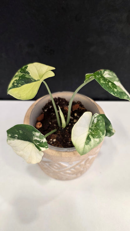 Alocasia Melo Albo D
