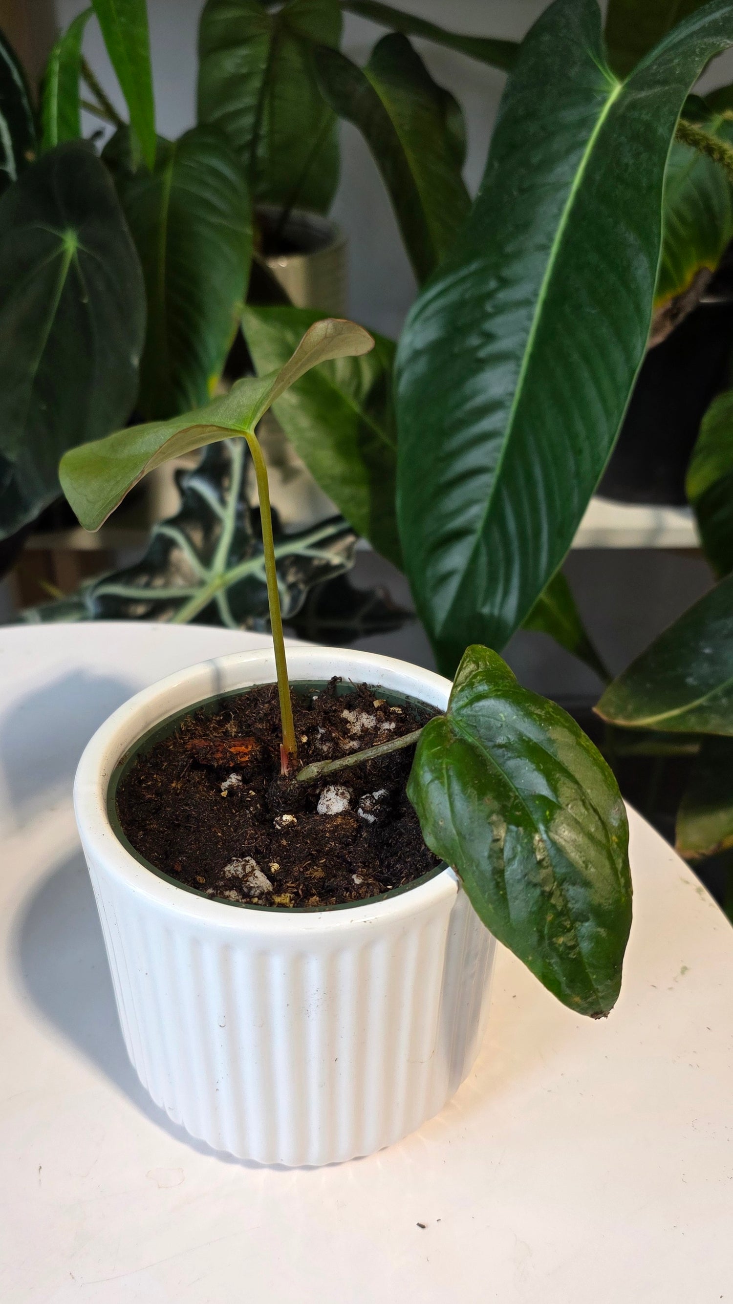 Anthurium Papillilaminum x Eastern Dressleri (B)