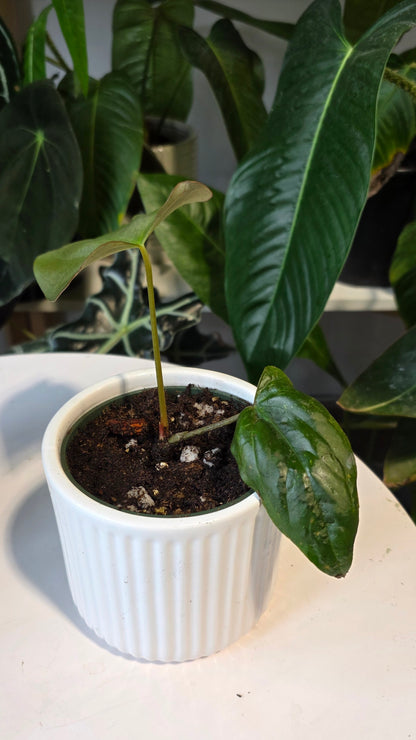Anthurium Papillilaminum x Eastern Dressleri (B)