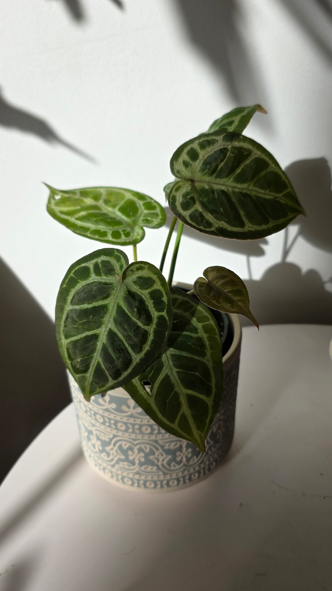 Anthurium king of spades x red crystallinum