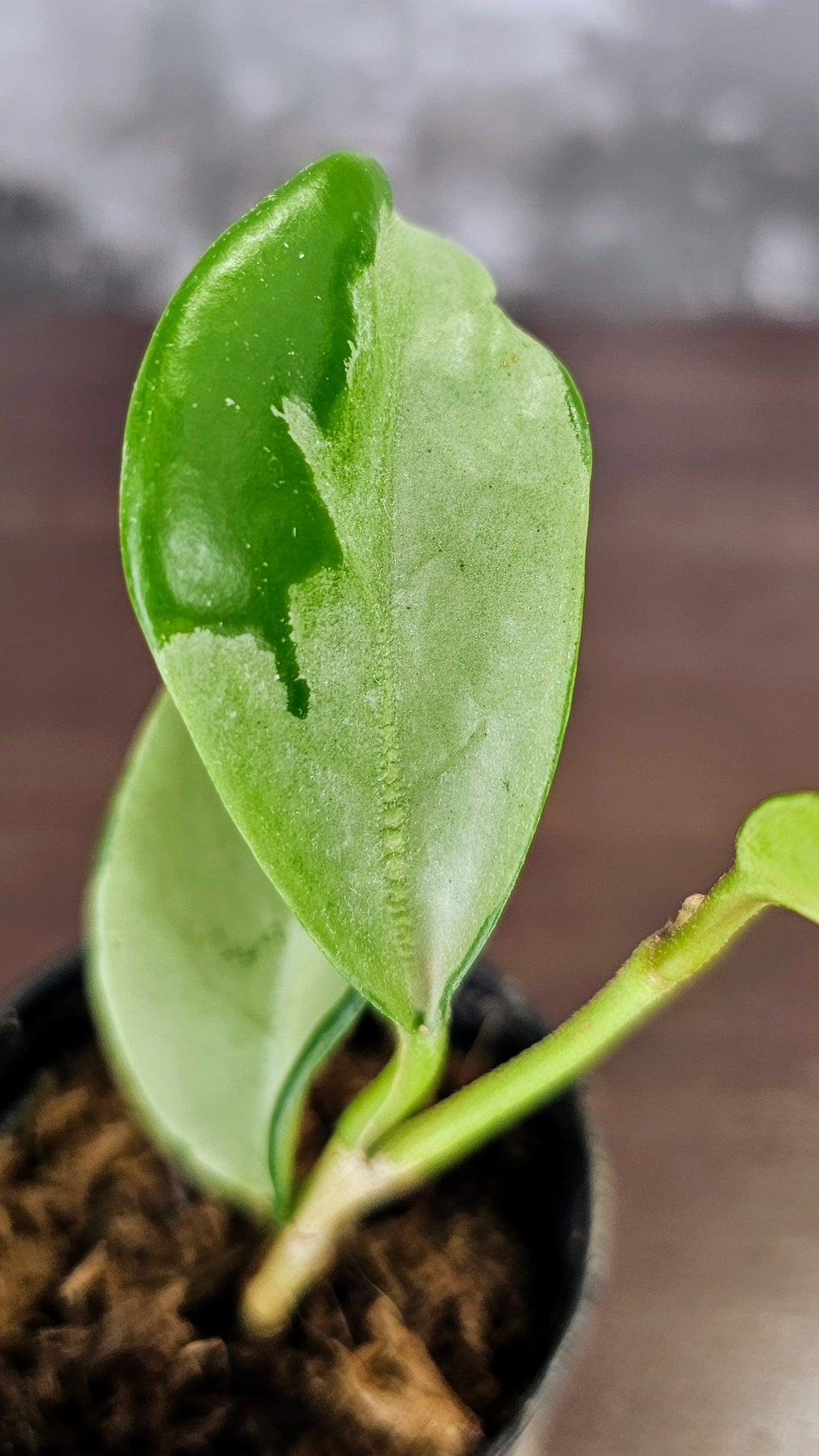 Hoya AH 074 (WH01)