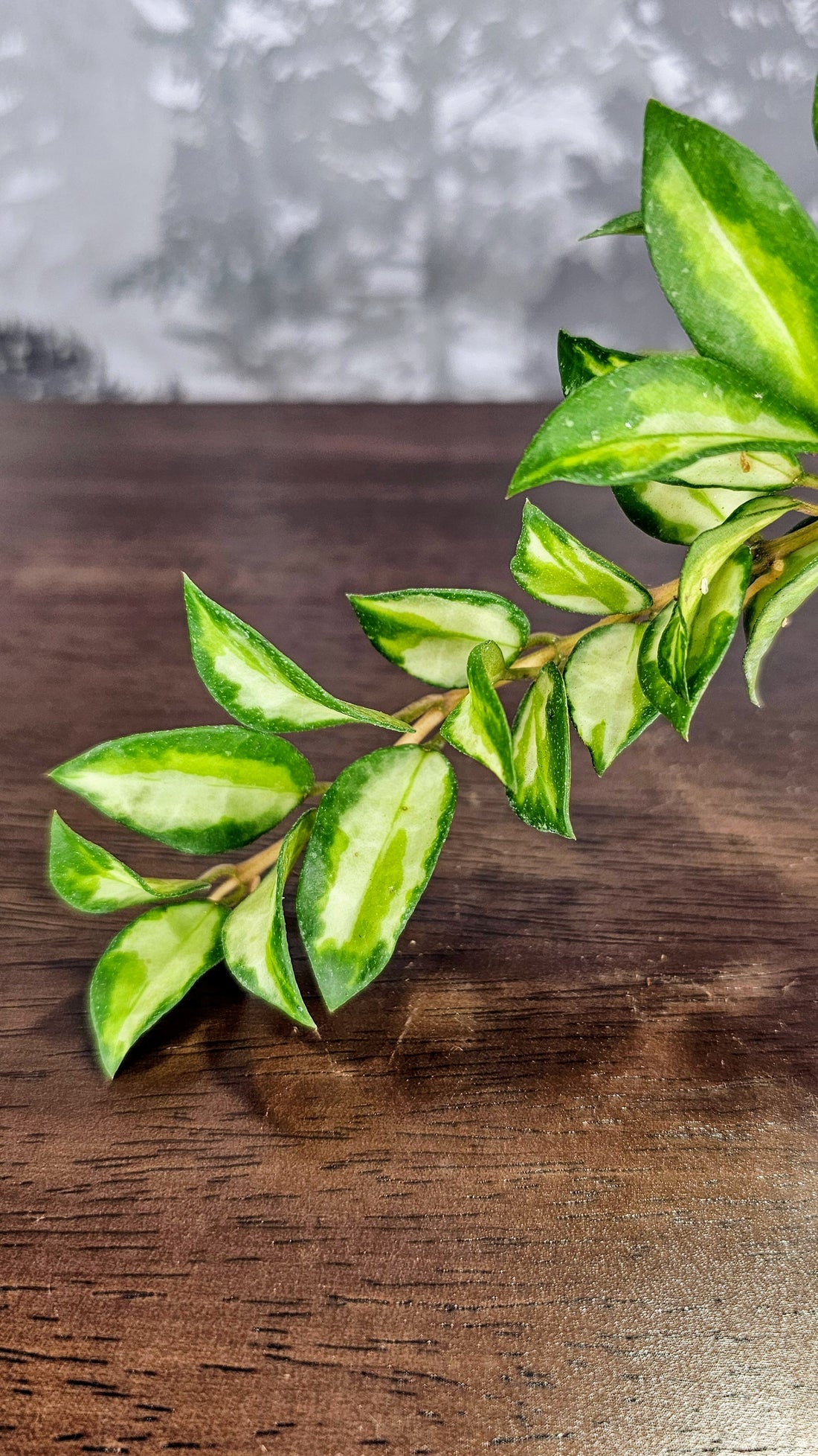 Hoya Lacunosa &