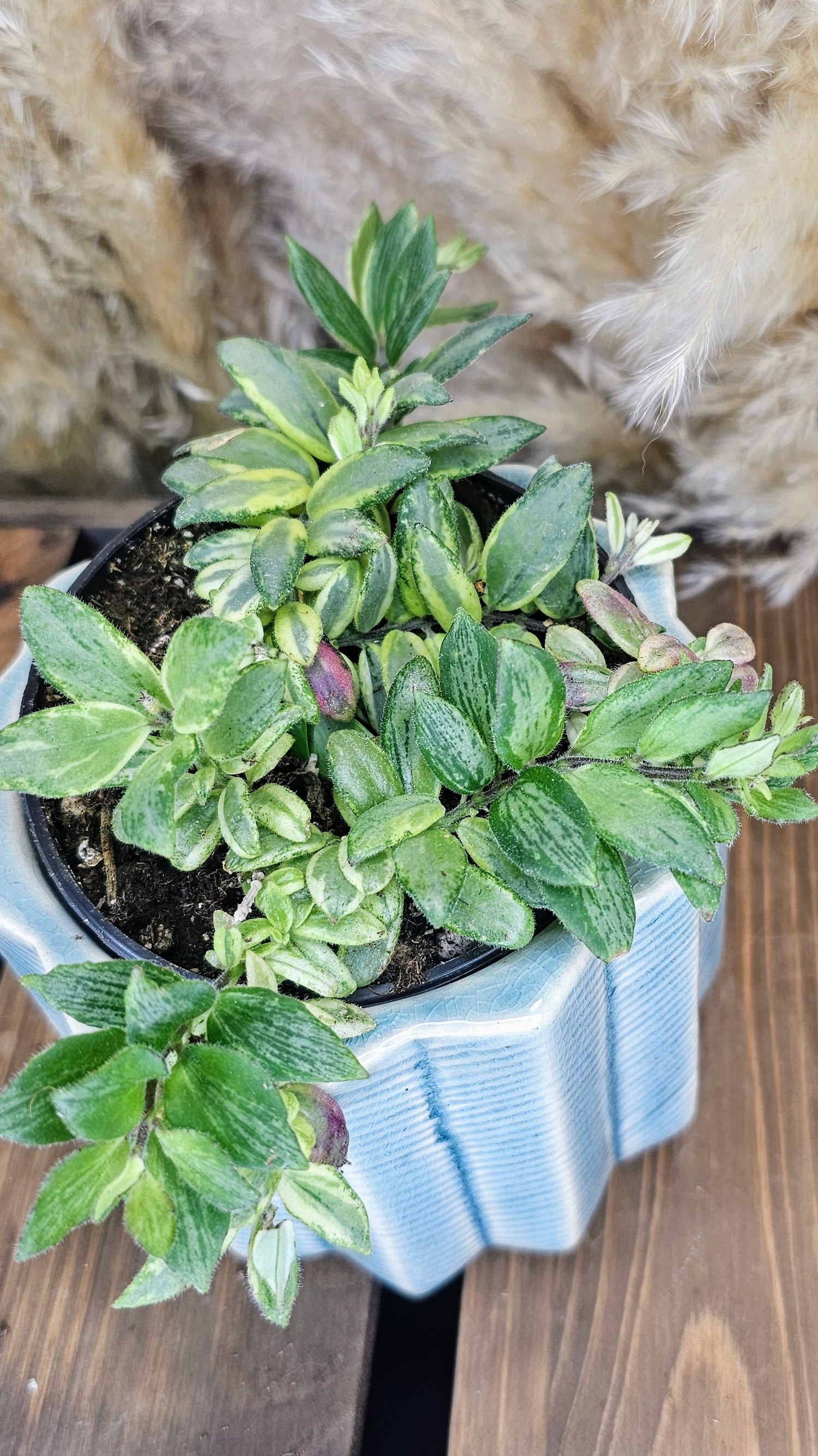 Lipstick Plant Bolero Bicolore