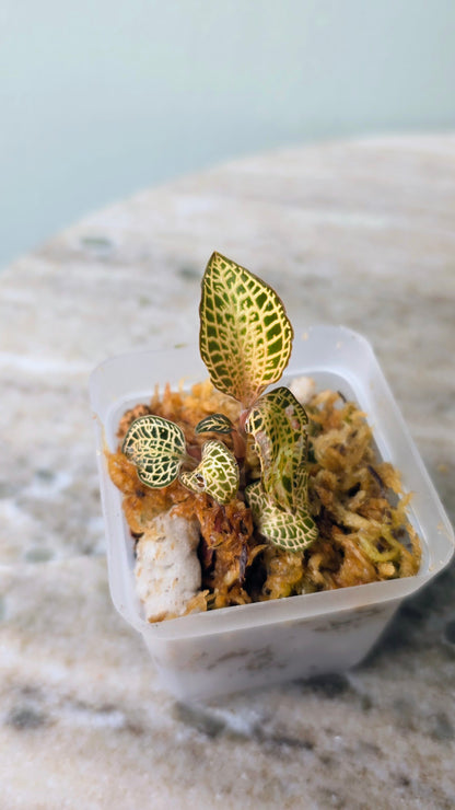 Anoectochilus Roxburghii Gold Bar