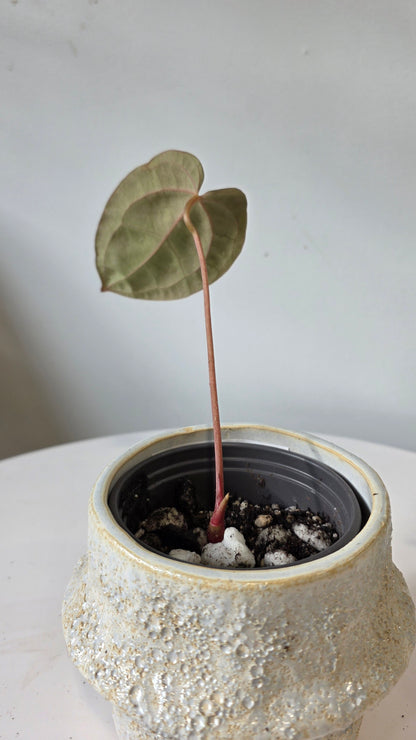 Anthurium Eureka x Papillilaminum "a"