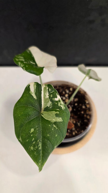 Alocasia Melo Albo A