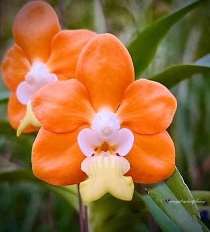 Vanda denisoniana
