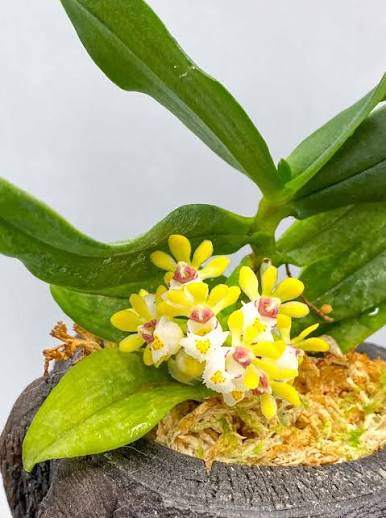Gastrochilus japonicus