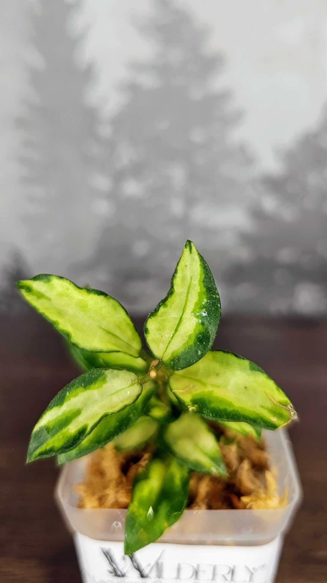 Hoya Lacunosa &