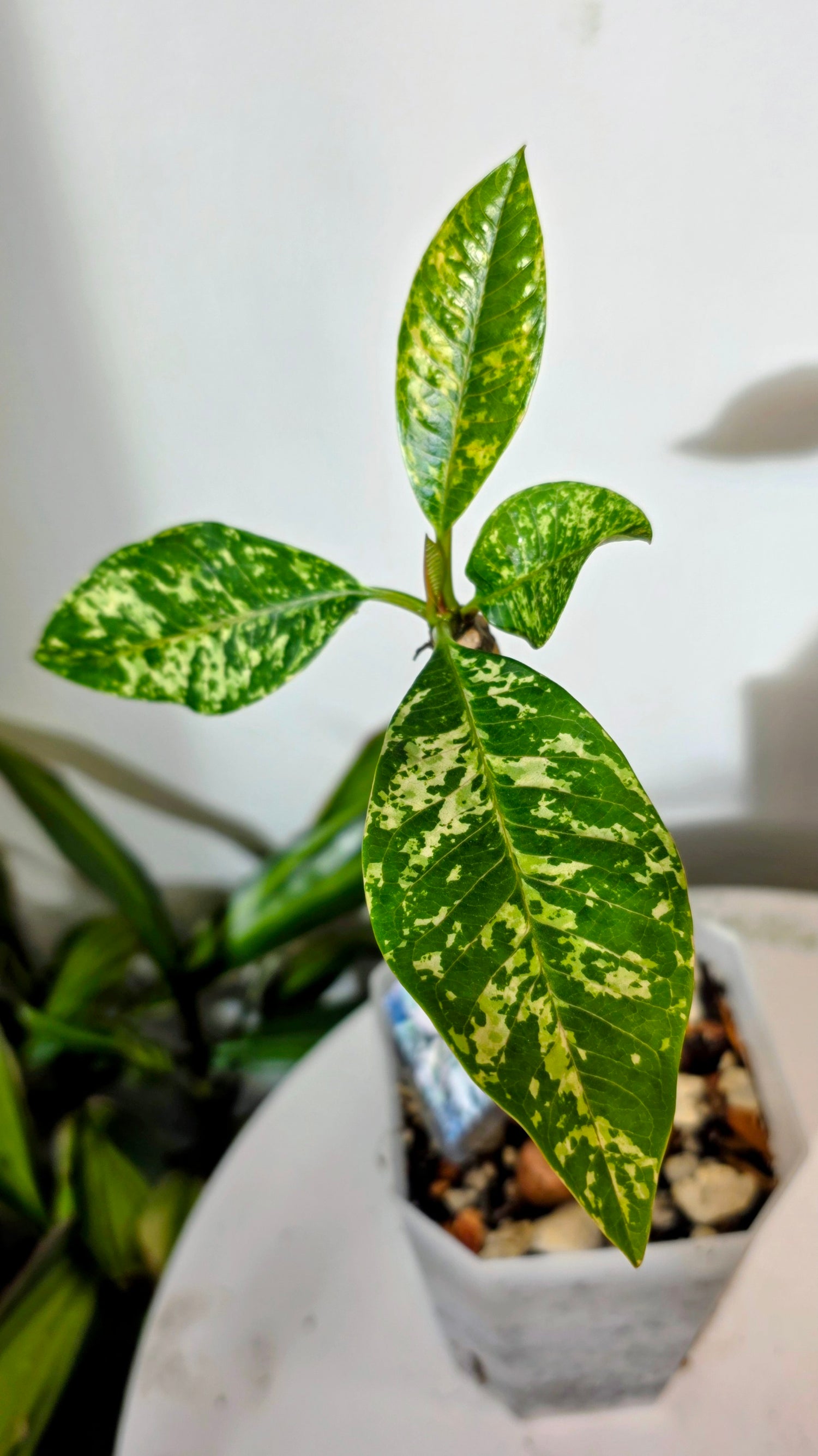 Plumeria Variegated C