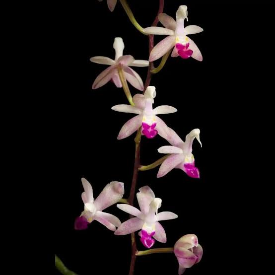 Stereochilus pachyphyllus