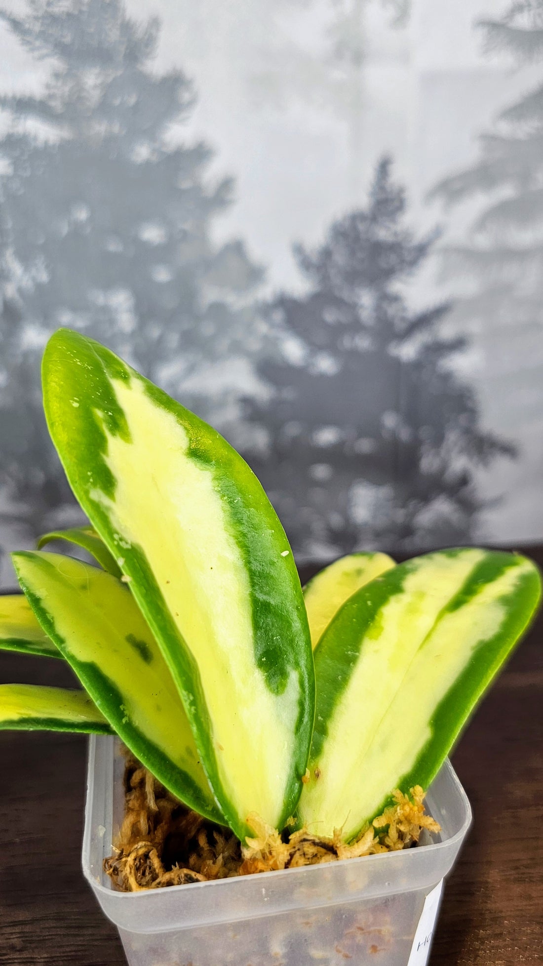 Hoya acuta inner variegated (small leaves) (WH 20)